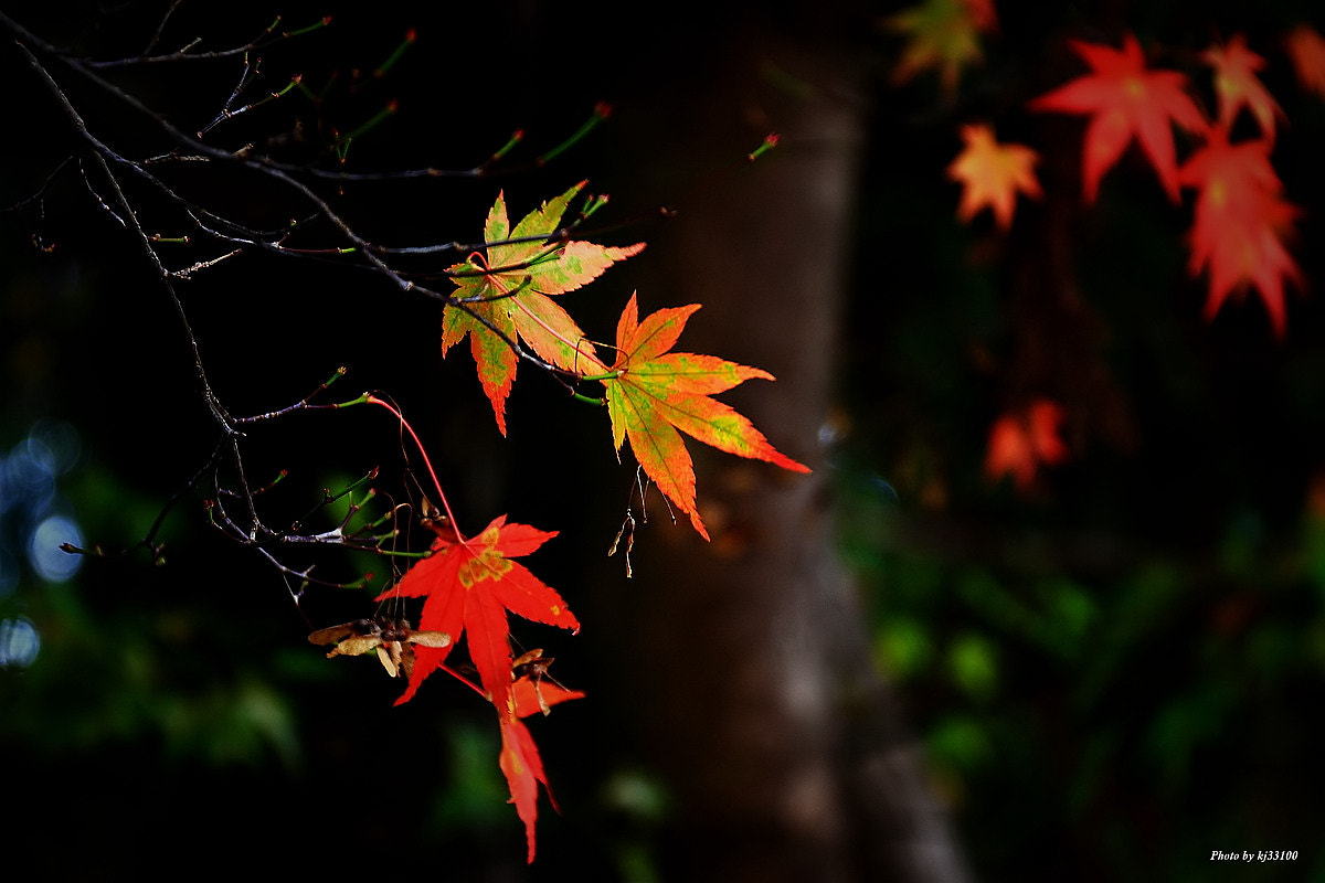 Canon EF-S 18-200mm F3.5-5.6 IS sample photo. 楓的季節 photography
