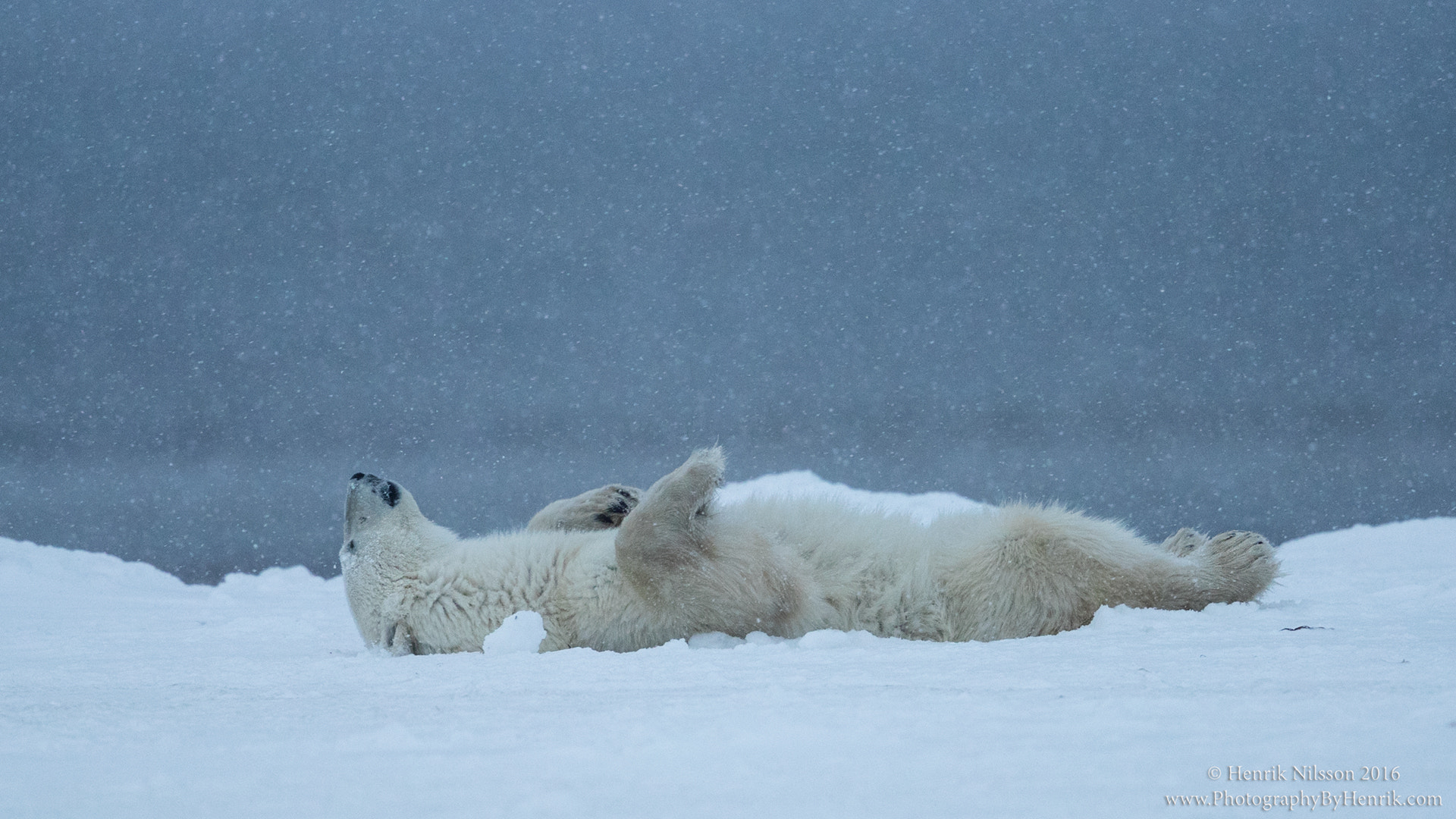 Canon EOS-1D X Mark II + Canon EF 500mm F4L IS II USM sample photo. Let's chill photography