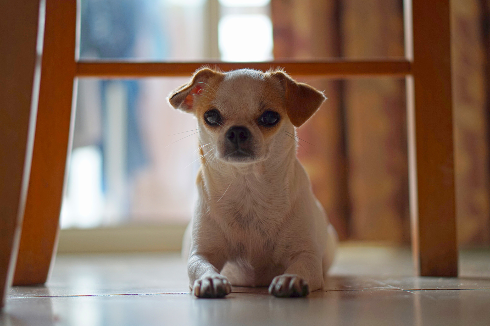 Sony Alpha a5000 (ILCE 5000) + E 50mm F1.8 OSS sample photo. Puppy under the chair photography