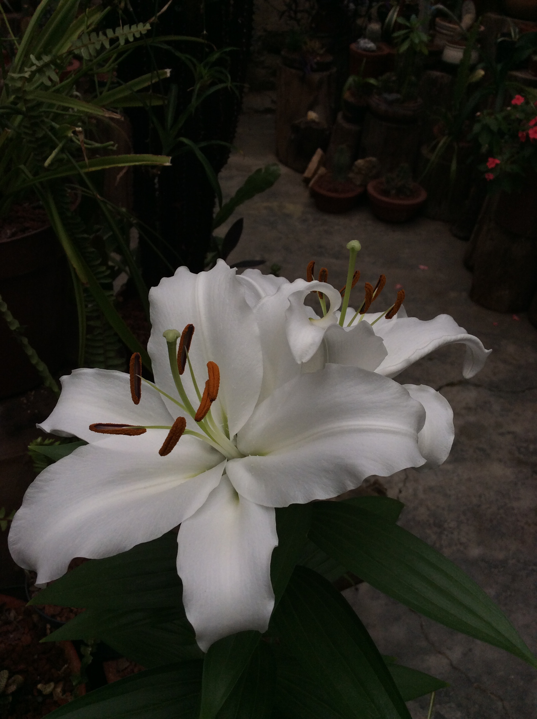 Apple iPad mini 3 sample photo