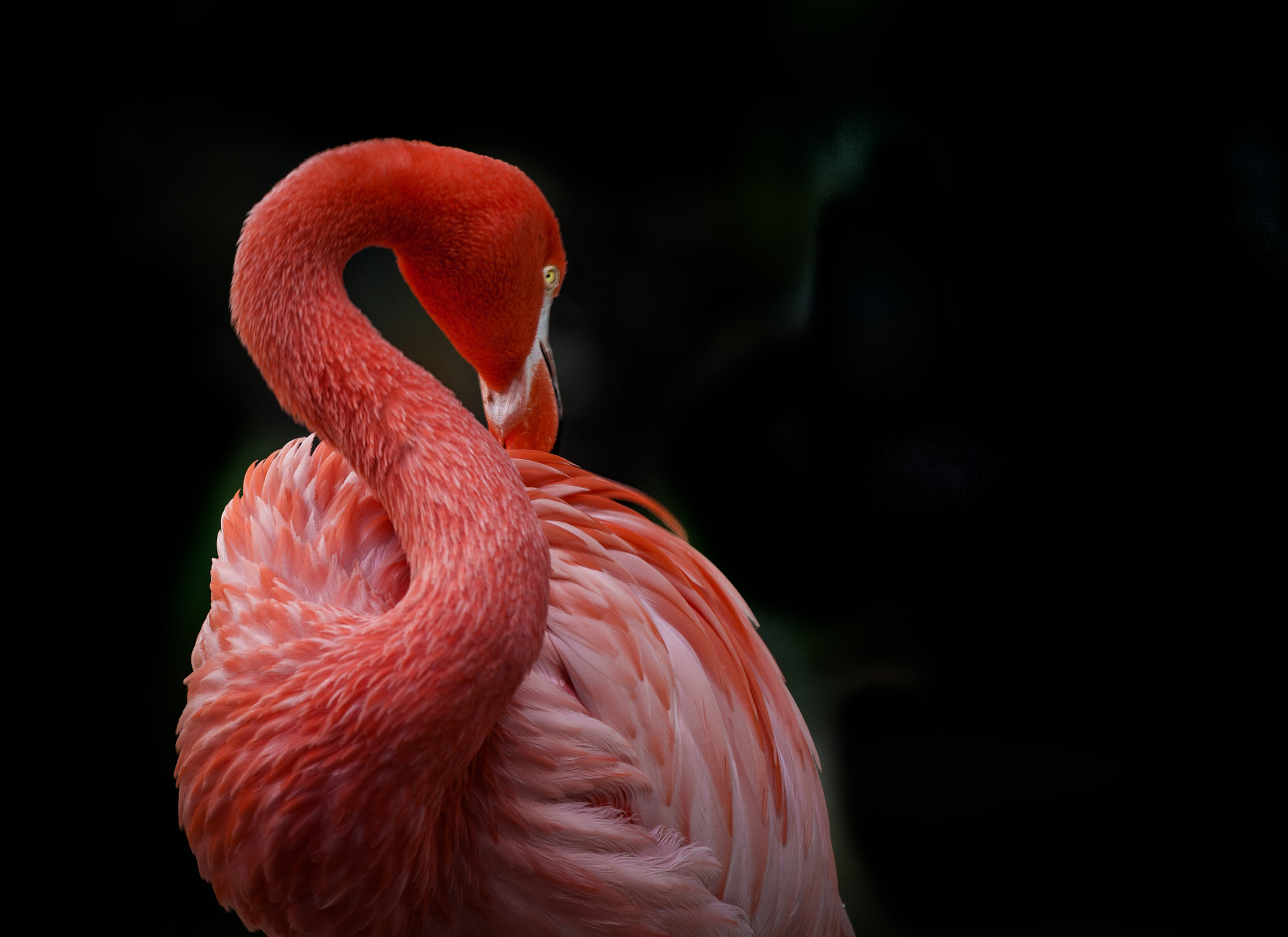 Canon EF 70-200mm F2.8L IS II USM sample photo. Shy flamingo photography