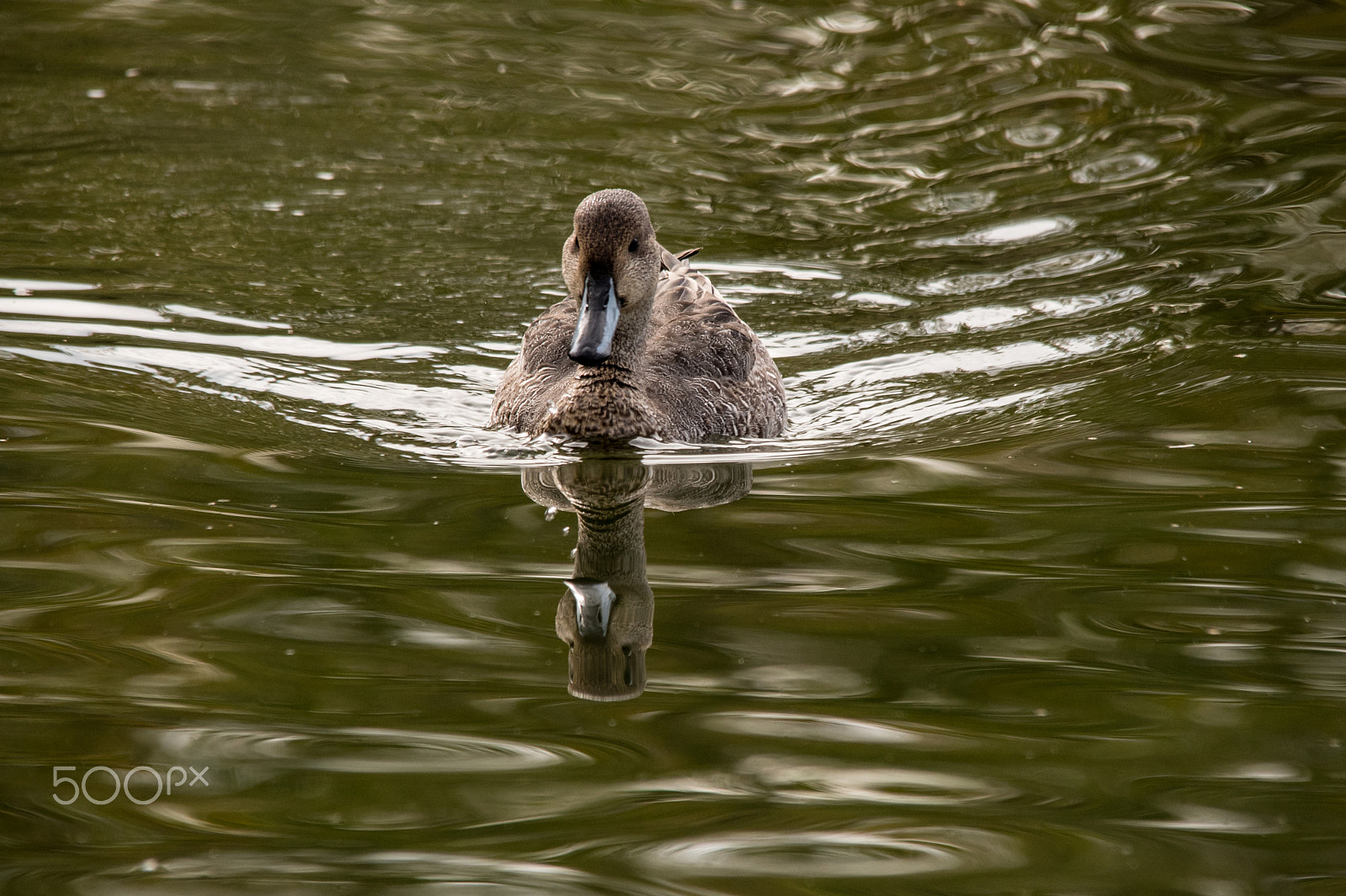 Sigma 150-500mm F5-6.3 DG OS HSM sample photo. Reflection photography