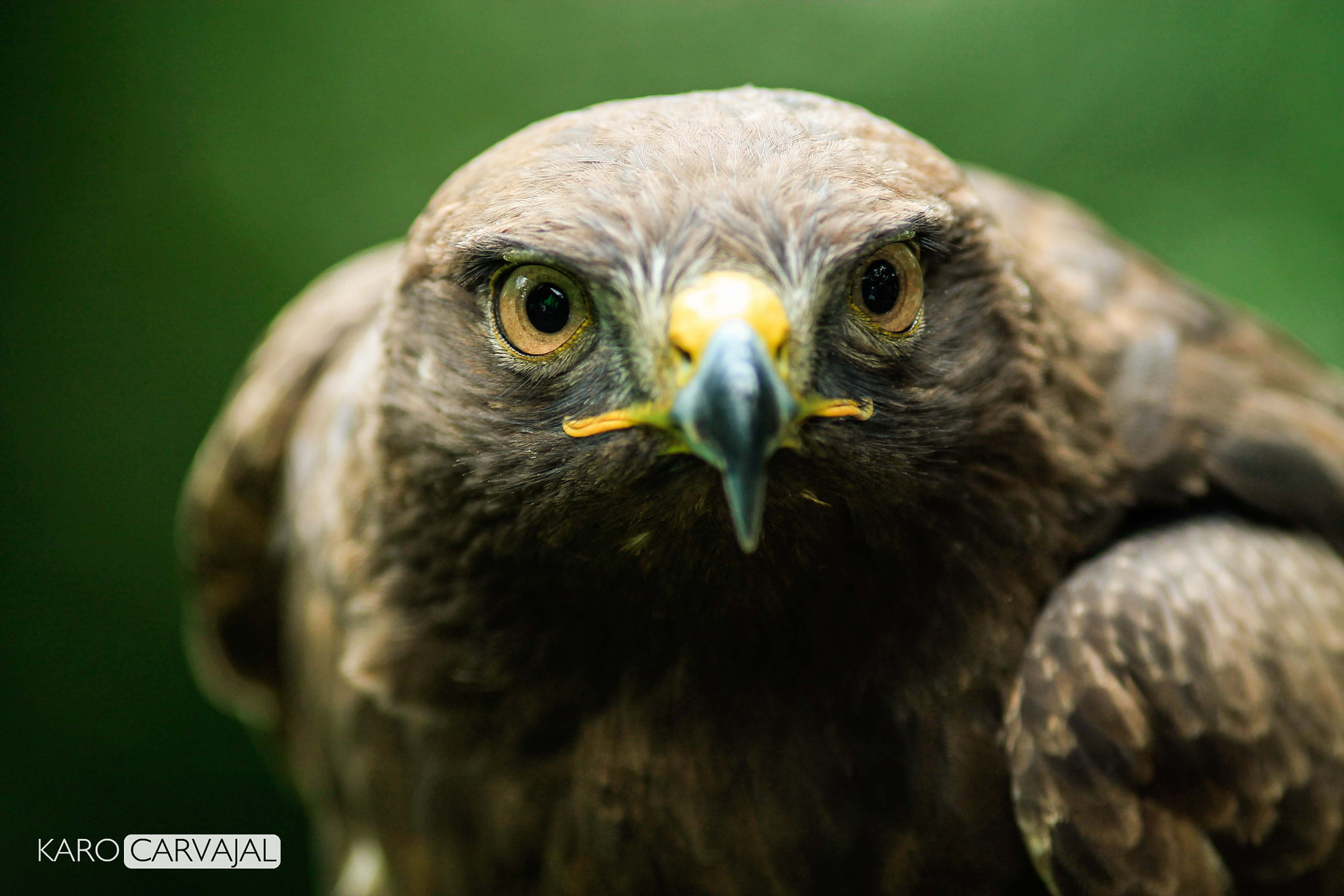 Canon EF 200mm F2.8L II USM sample photo. Cuando un águila te mira photography