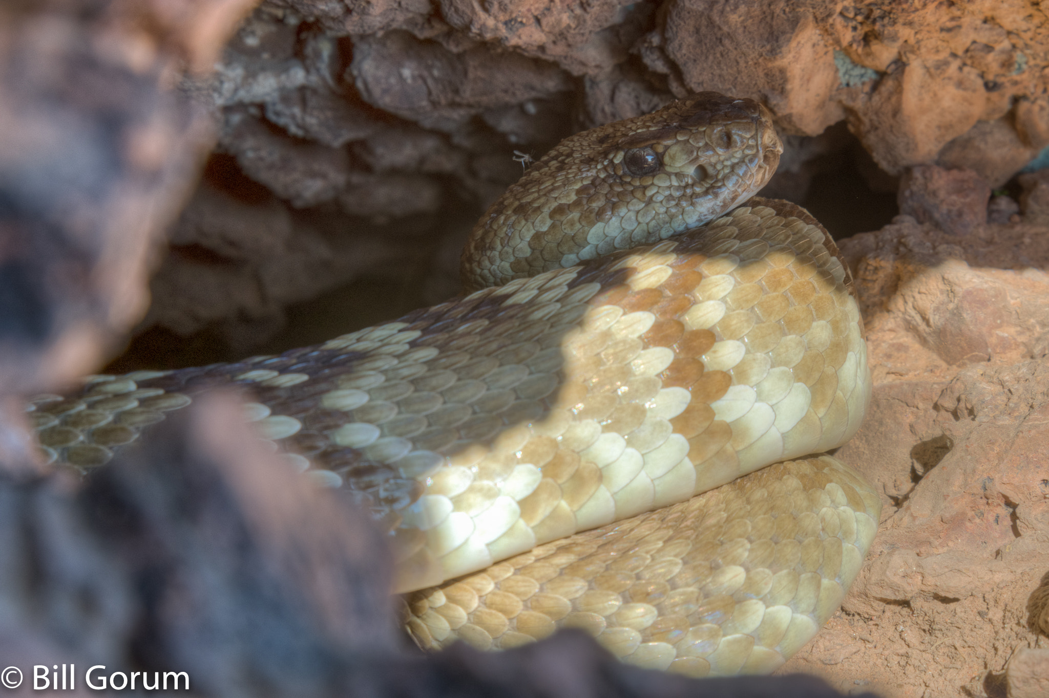 Nikon D7200 sample photo. Eastern black-tailed rattlesnake, crotalus ornatus photography