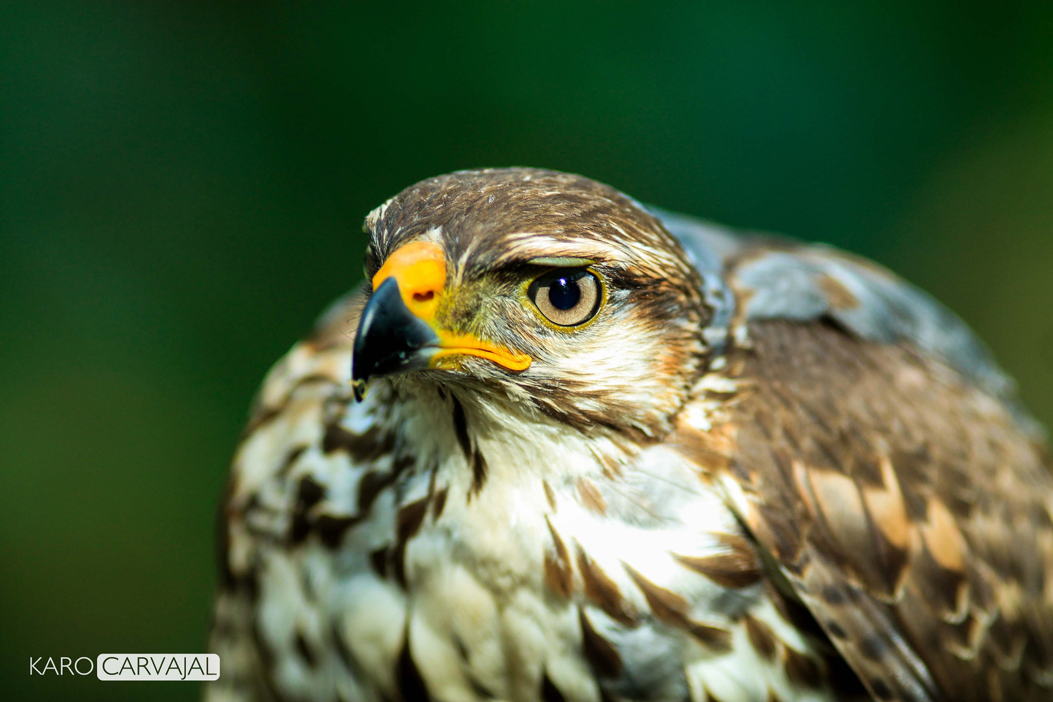 Canon EF 200mm F2.8L II USM sample photo. Buteo platypterus photography