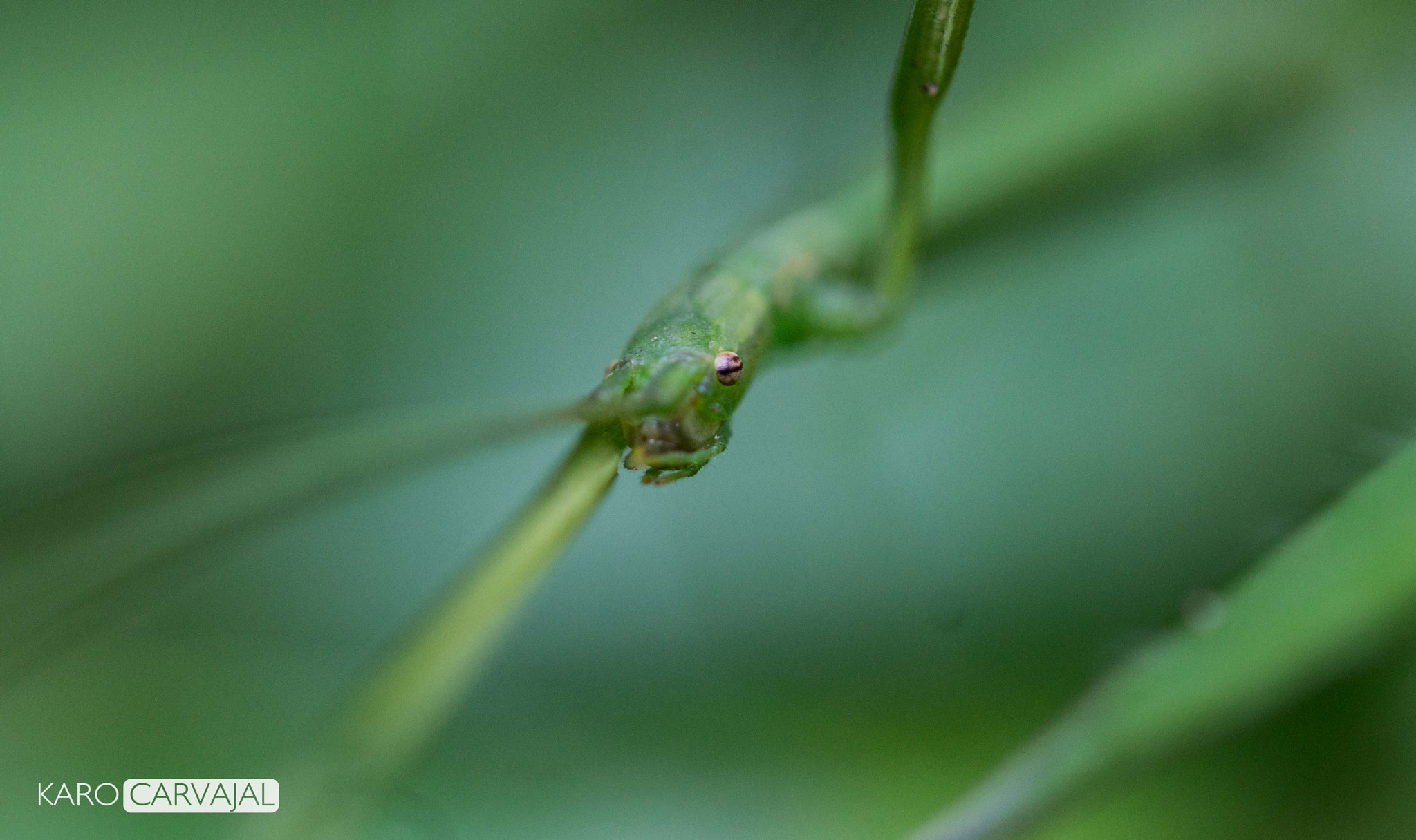 Canon EF-S 60mm F2.8 Macro USM sample photo. Bug´s  eye photography