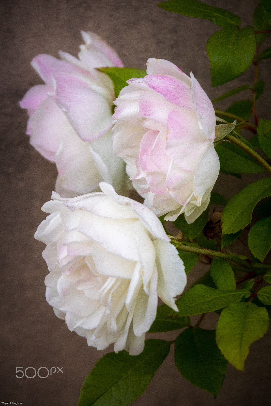Olympus OM-D E-M1 sample photo. Three photography