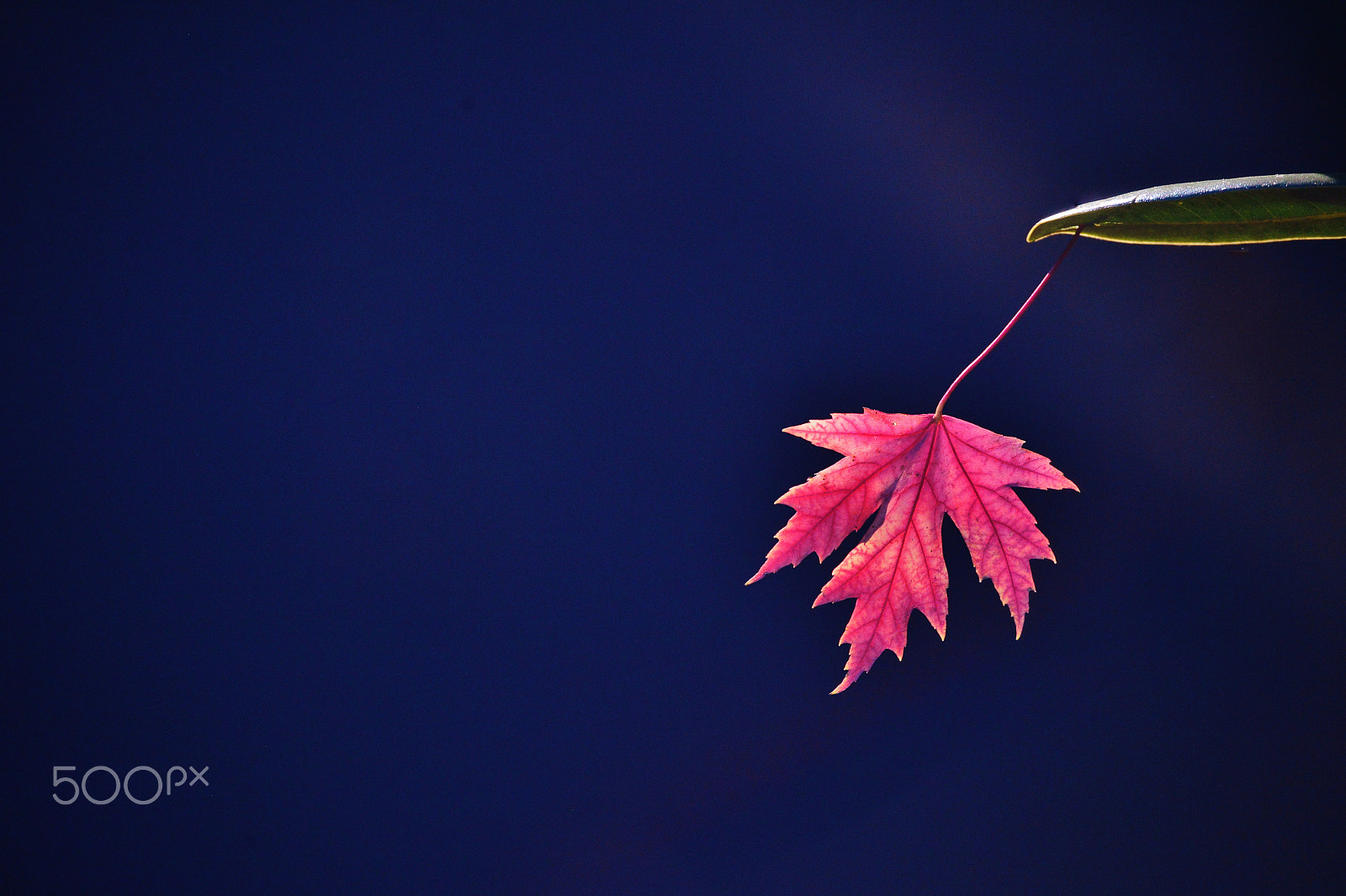 Nikon Df sample photo. Pinkish photography