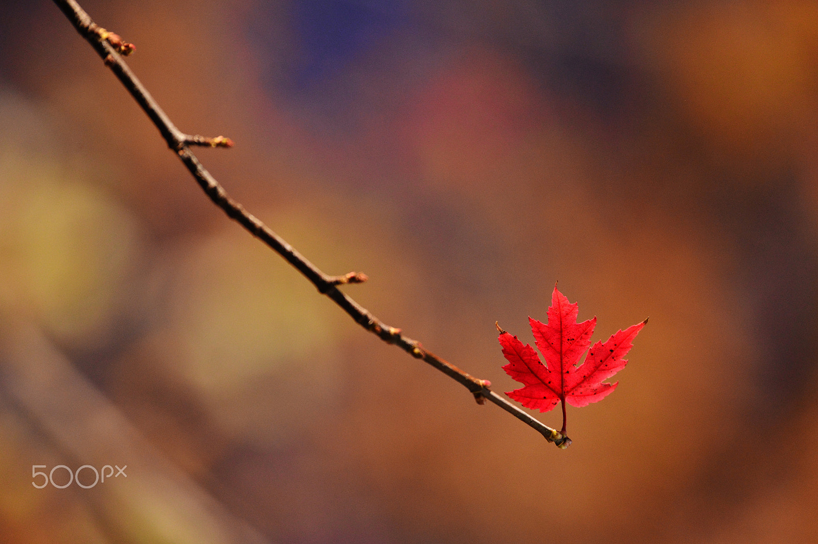 Nikon Df sample photo. Stretch photography
