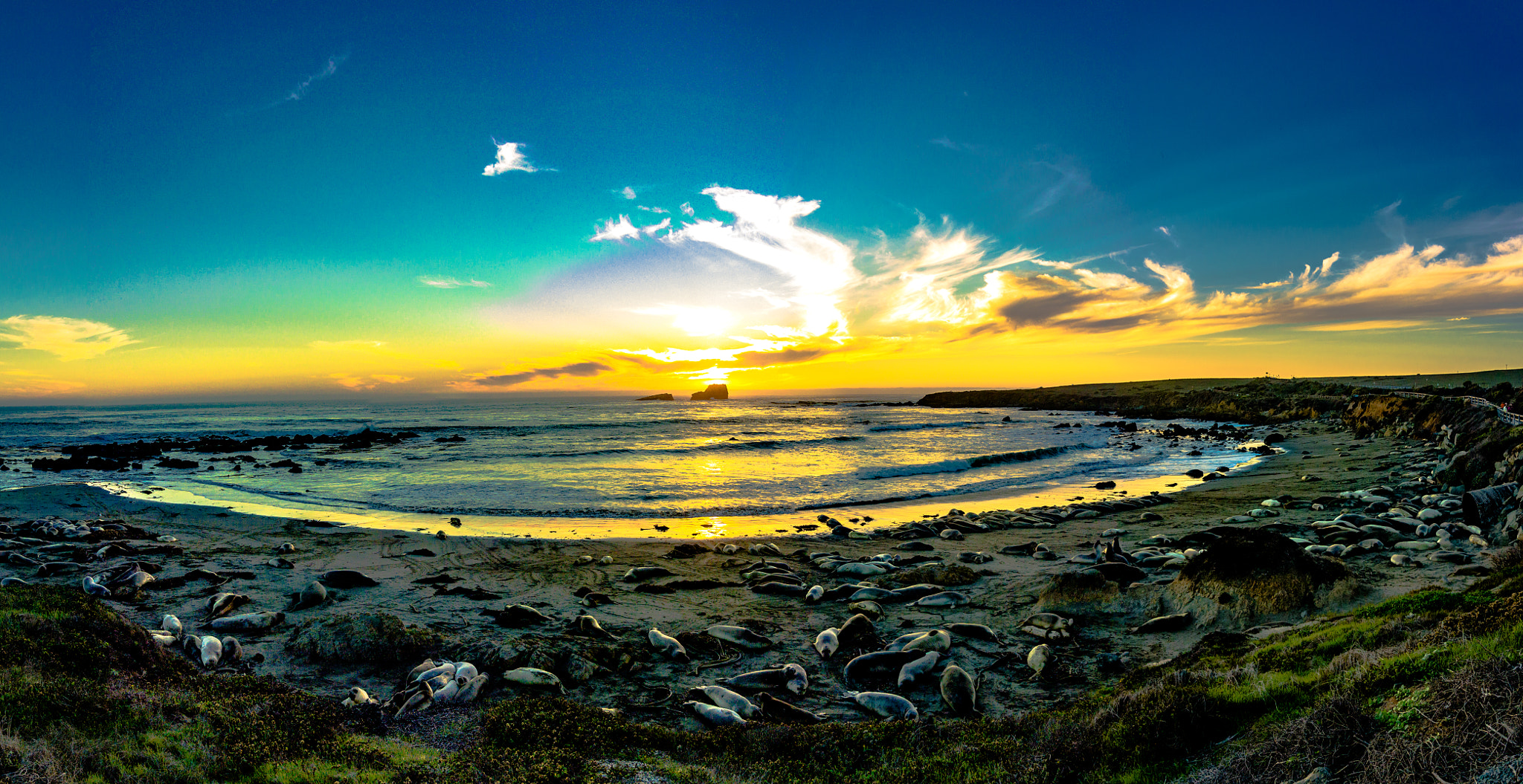 Nikon 1 AW1 sample photo. Elephant seals photography