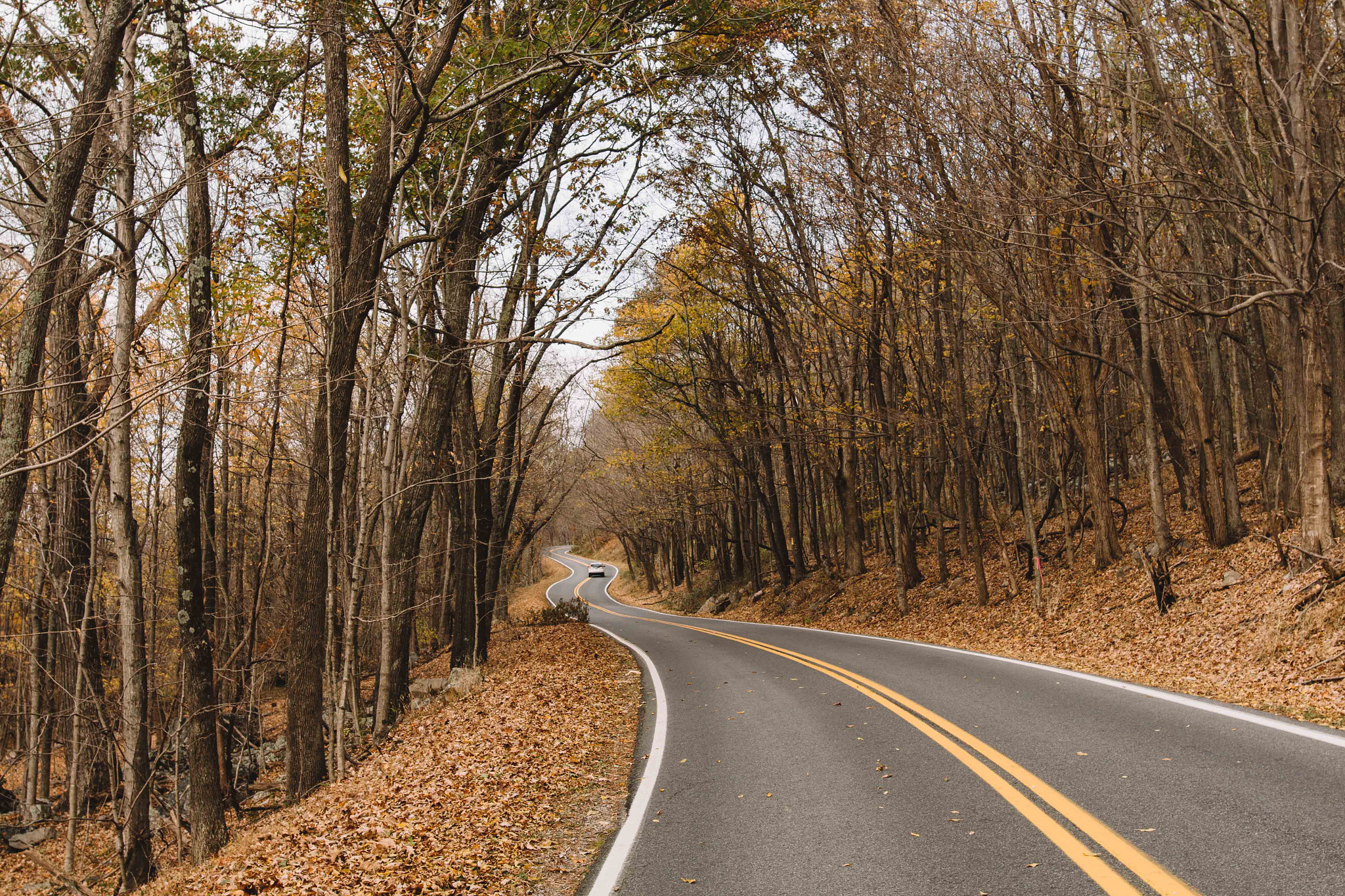 Sigma 24mm F1.4 DG HSM Art sample photo. Fall road photography