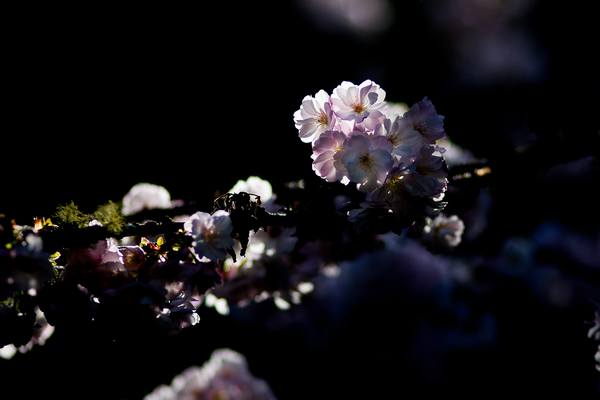 Canon EF 100mm F2.0 USM sample photo. Waiting for the sun photography