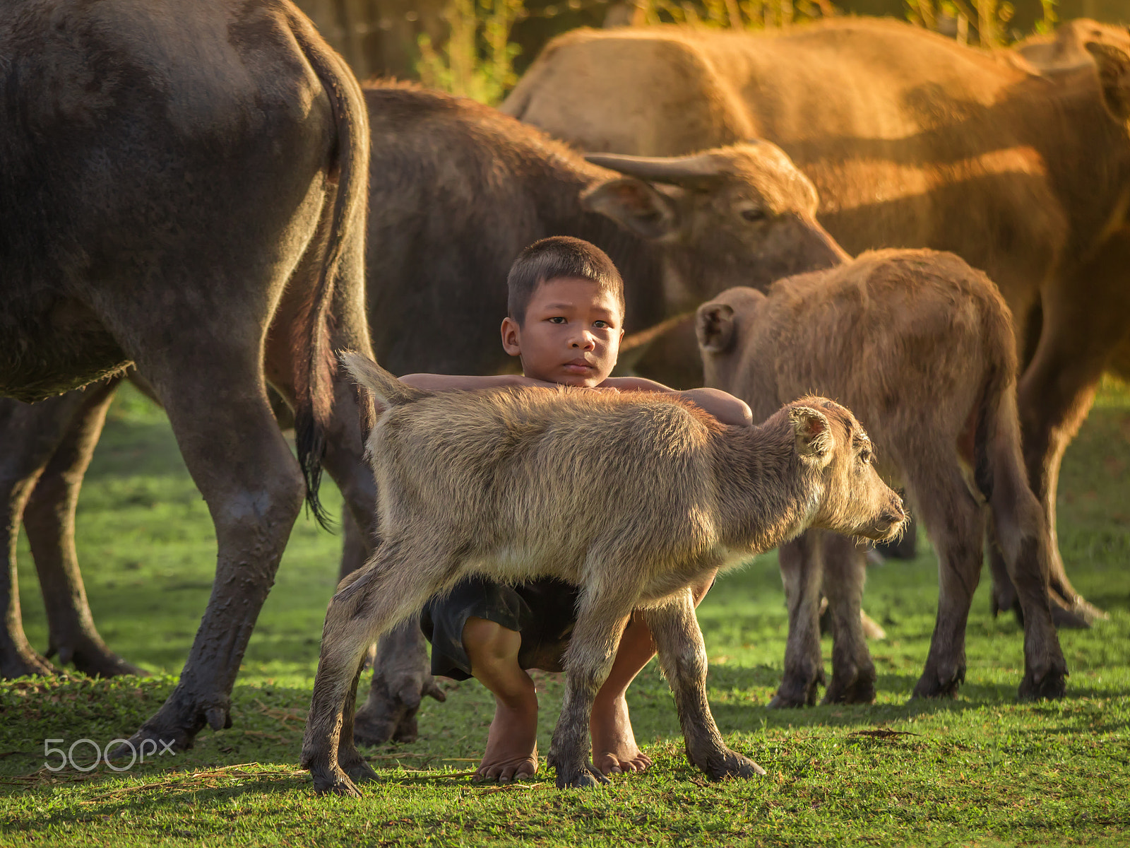 Panasonic Lumix DMC-GH4 sample photo. Asian children and buffalo at countryside. photography