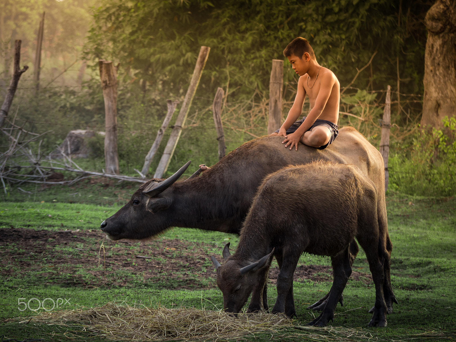 Panasonic Lumix DMC-GH4 sample photo. Child riding buffalo in countryside thailand. photography