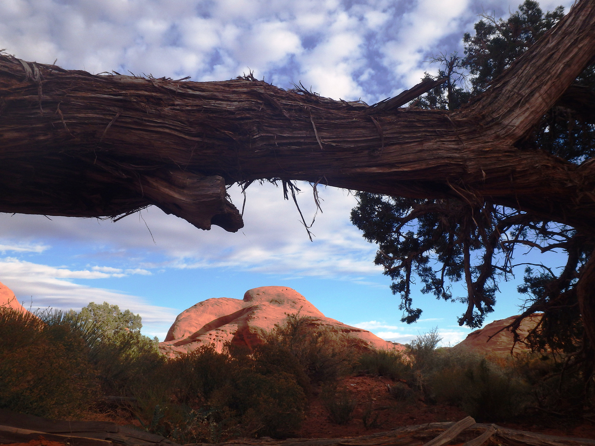 Olympus TG-850 sample photo. Cedar arch. photography