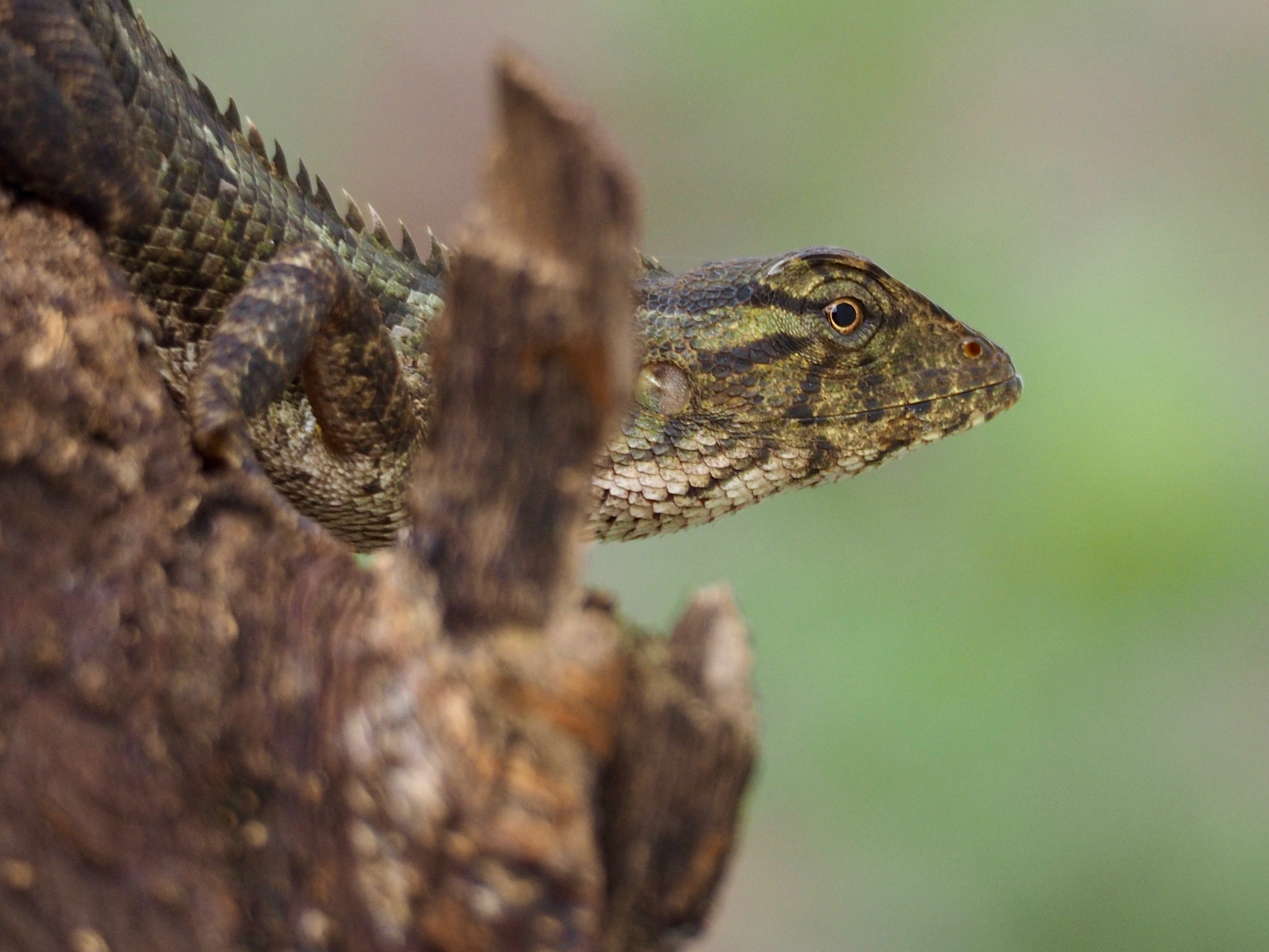 Olympus OM-D E-M1 sample photo. Camouflage photography