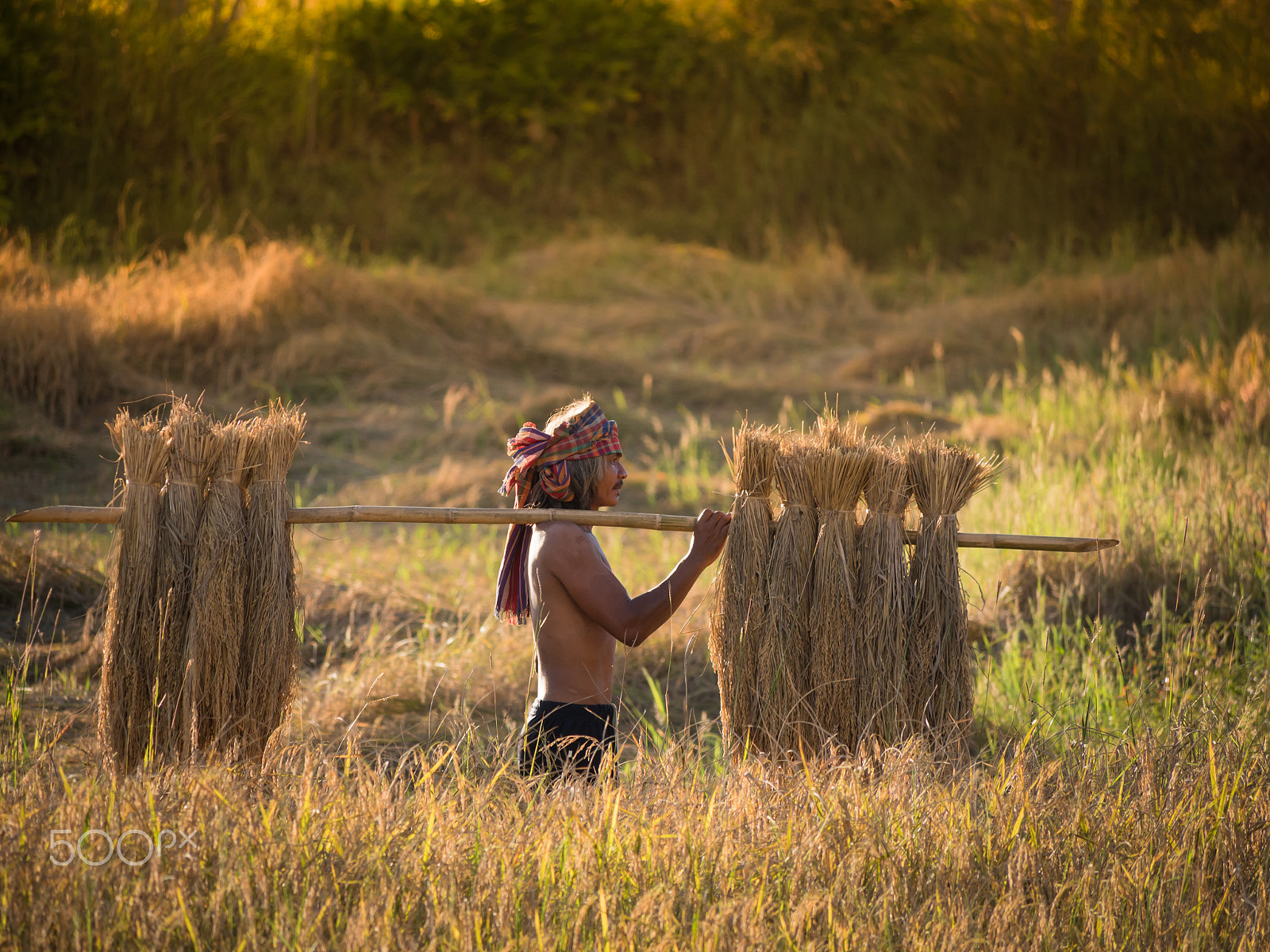 Panasonic Lumix DMC-GH4 sample photo. Thai farmer carrying the rice on shoulder after harvest. photography