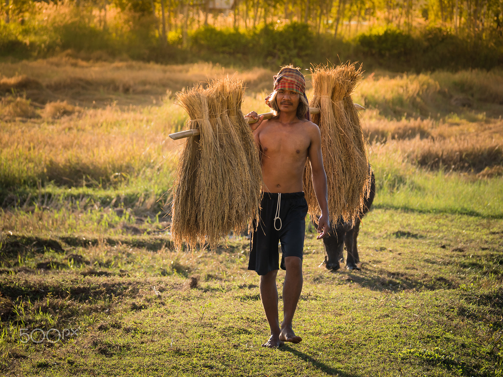 Panasonic Lumix DMC-GH4 sample photo. Thai farmer carrying the rice on shoulder after harvest. photography