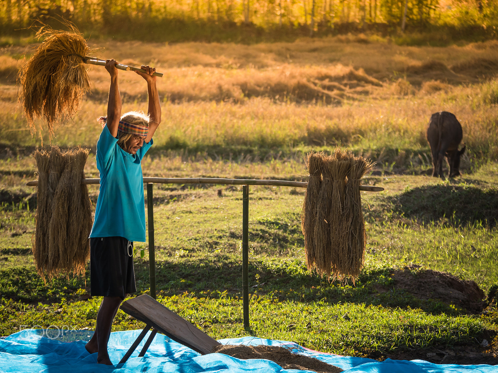 Panasonic Lumix DMC-GH4 sample photo. Farmers rice grain threshing during harvest time. photography