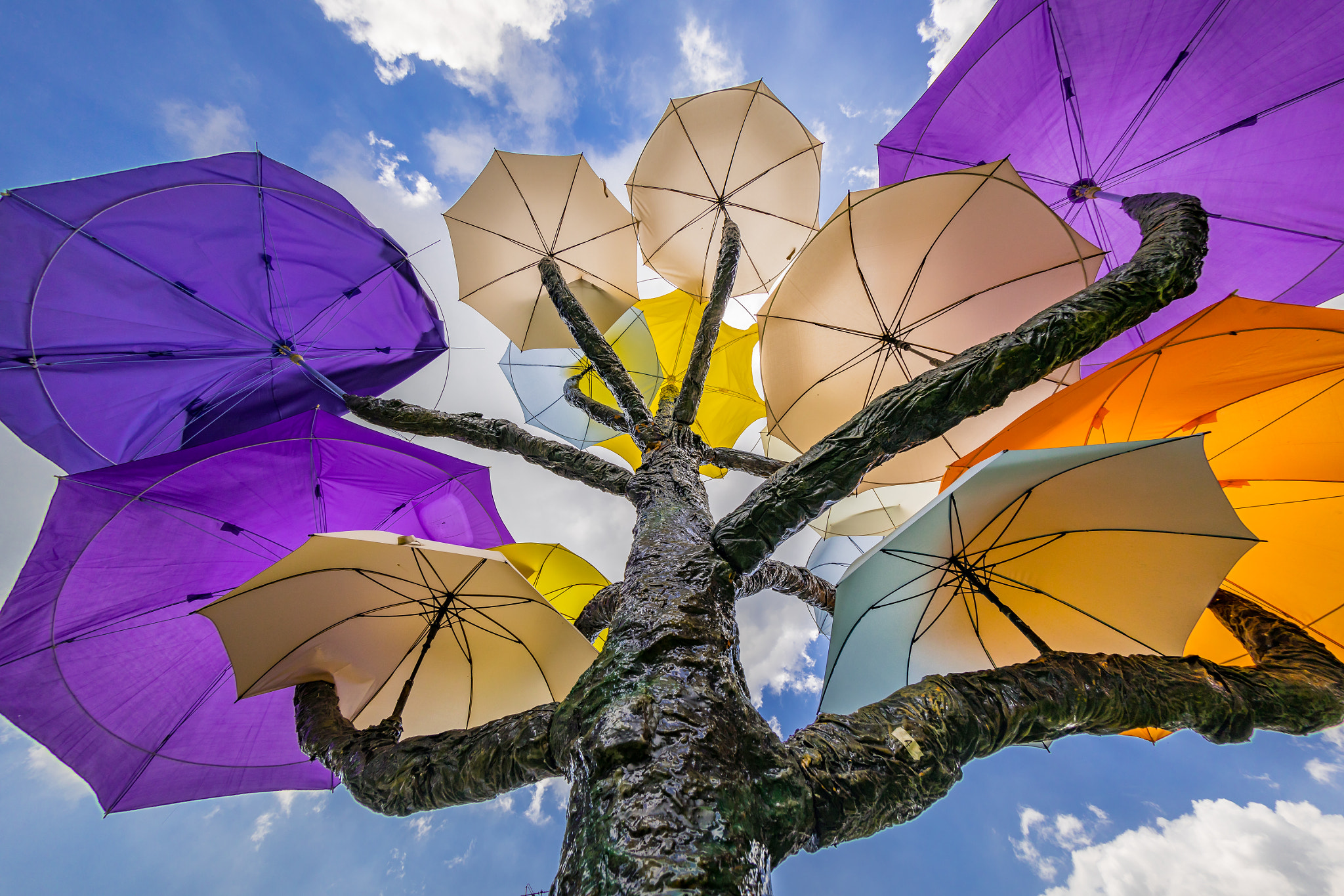 Canon EOS 5D Mark IV + Canon EF 8-15mm F4L Fisheye USM sample photo. Umbrella trees at little india (singapore) photography