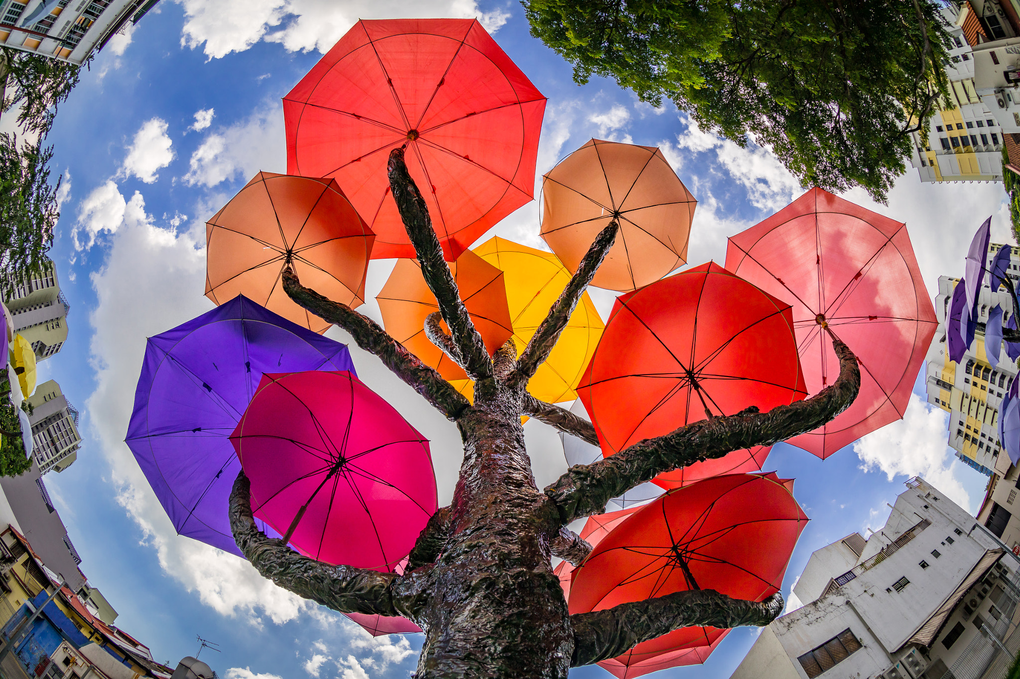 Canon EF 8-15mm F4L Fisheye USM sample photo. Umbrella trees at little india (singapore) photography