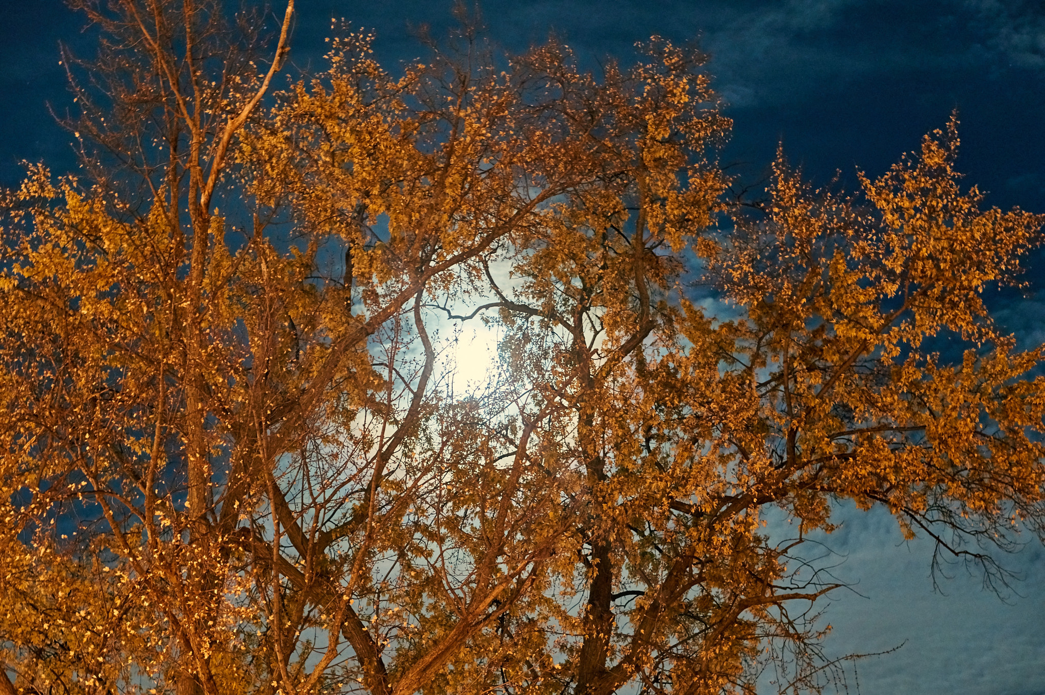Sony Alpha a5000 (ILCE 5000) + E 50mm F1.8 OSS sample photo. Moon behind tree photography