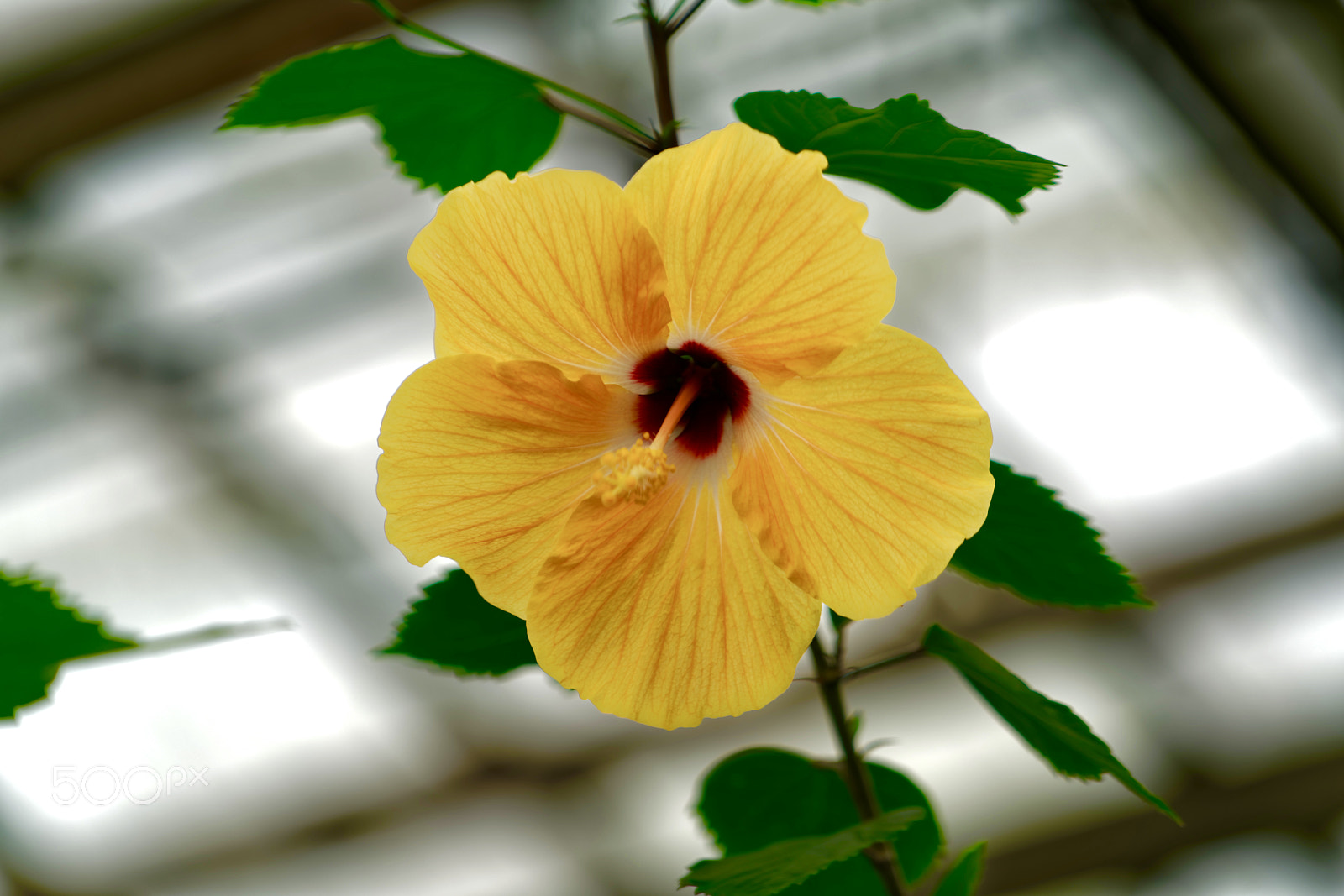 Sony a7R II sample photo. Hibiscus flower photography