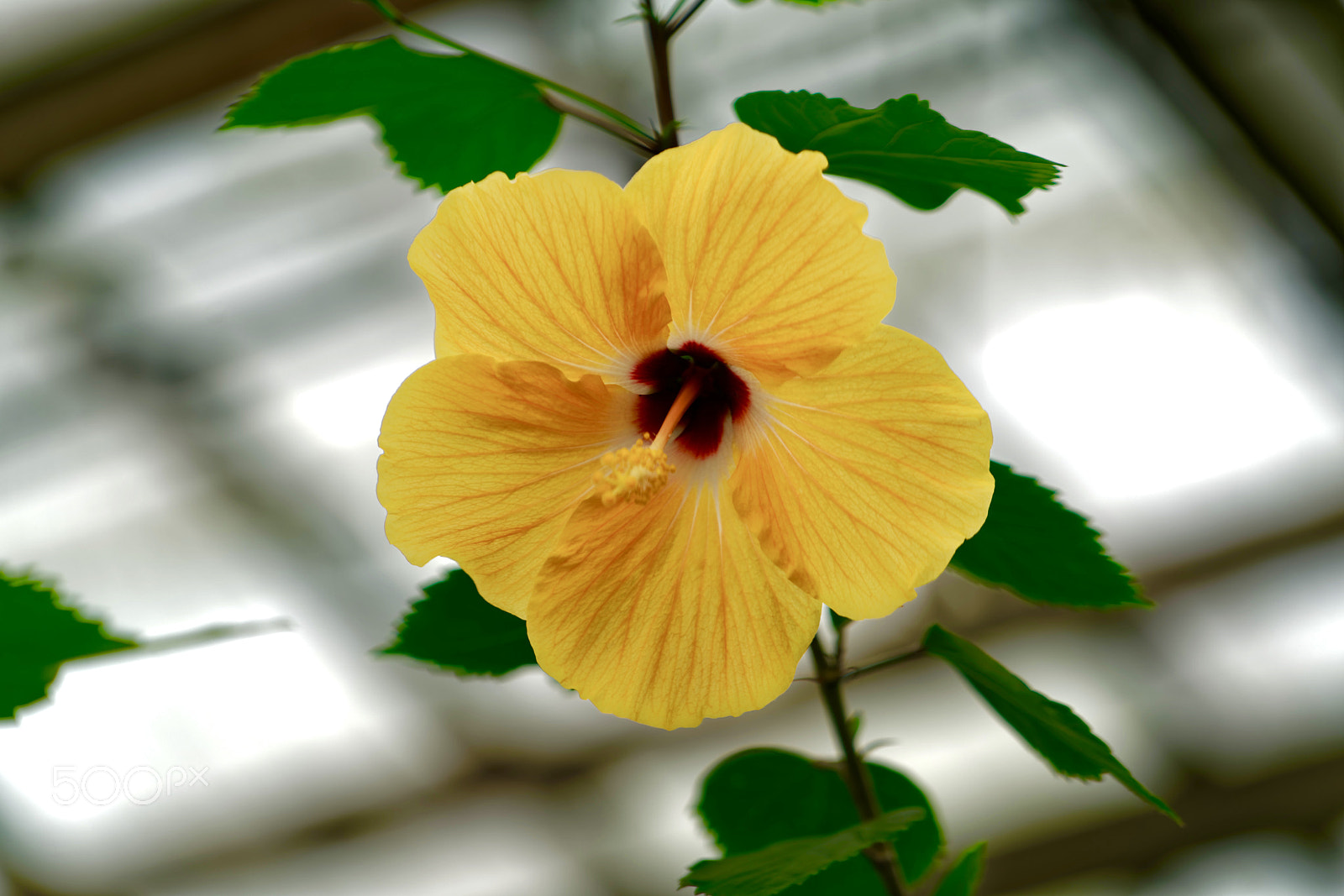 Sony FE 70-200mm F4 G OSS sample photo. Hibiscus flower photography