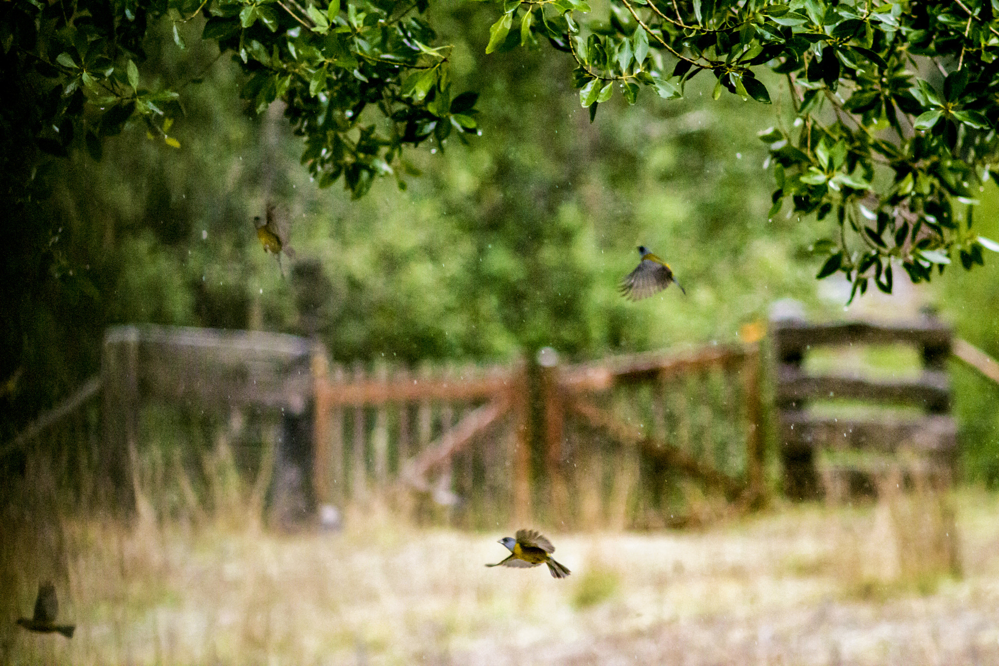 Canon EF 35-80mm f/4-5.6 sample photo. Aleteando en la lluvia photography