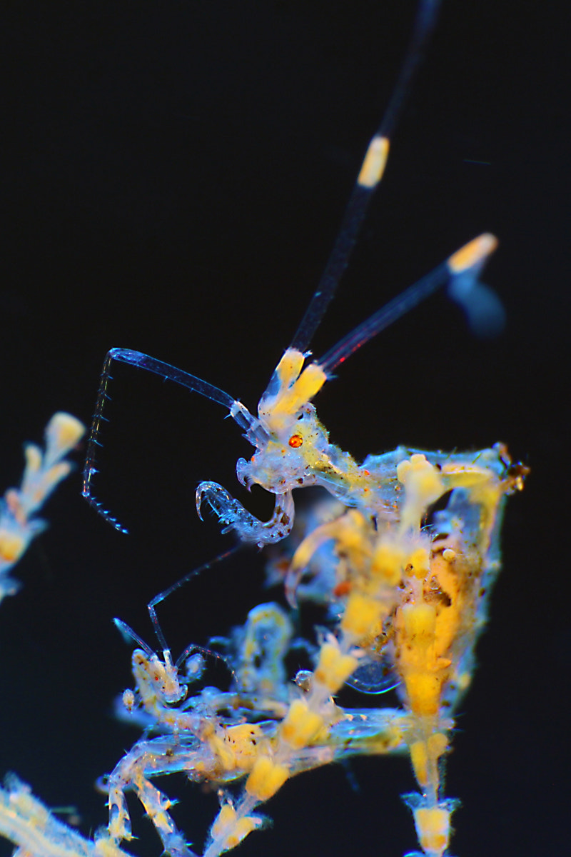 Canon EF 100mm F2.8L Macro IS USM sample photo. Skeleton shrimp photography