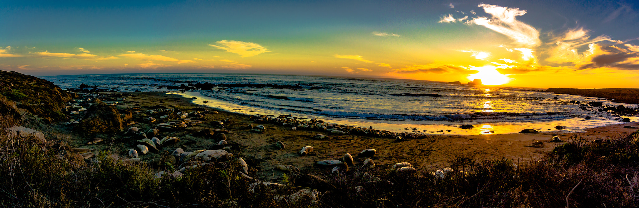 Nikon 1 AW1 sample photo. Elephant seals #2 photography