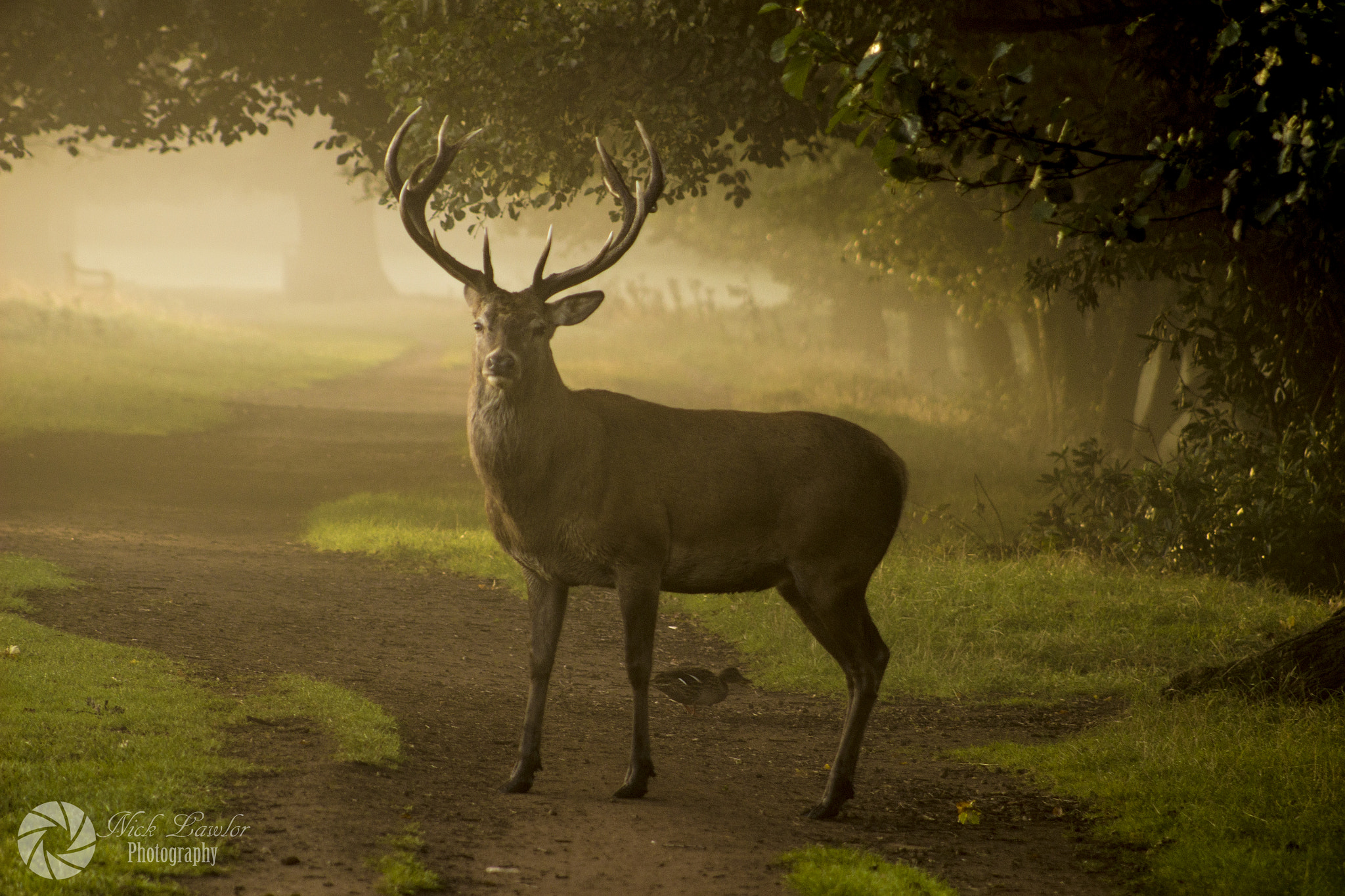 Canon EOS 100D (EOS Rebel SL1 / EOS Kiss X7) + EF75-300mm f/4-5.6 sample photo. Royal stag photography
