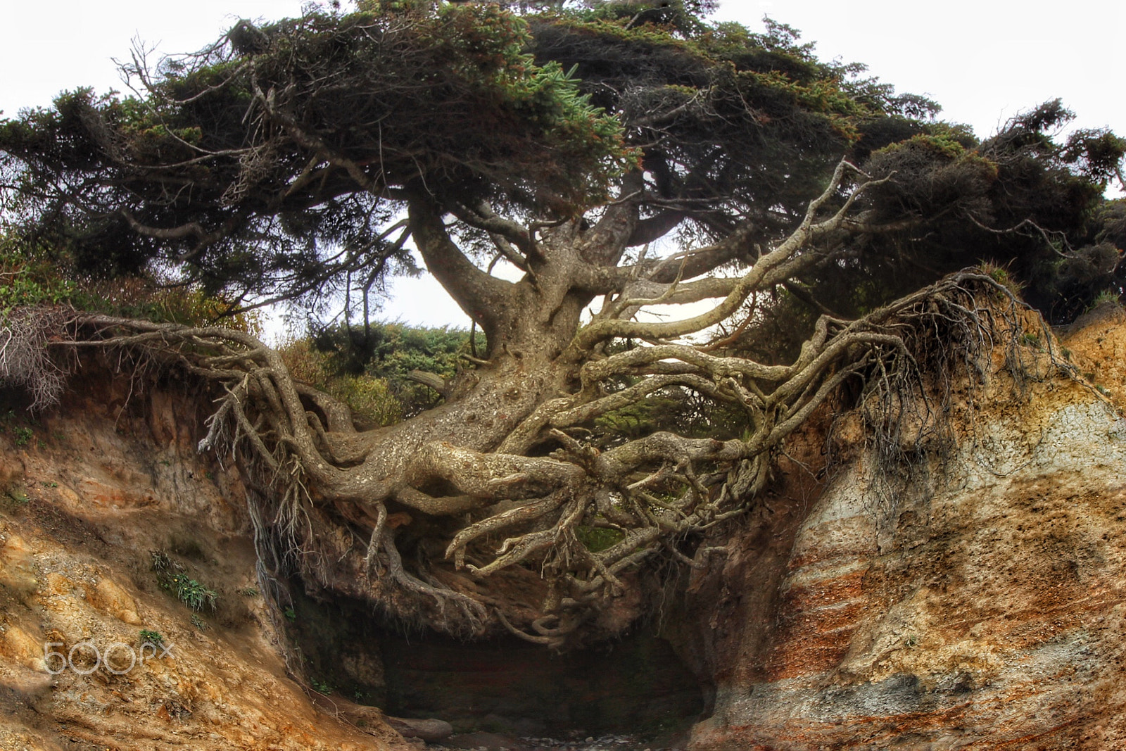 Canon EOS 1300D (EOS Rebel T6 / EOS Kiss X80) sample photo. The tree of life. photography