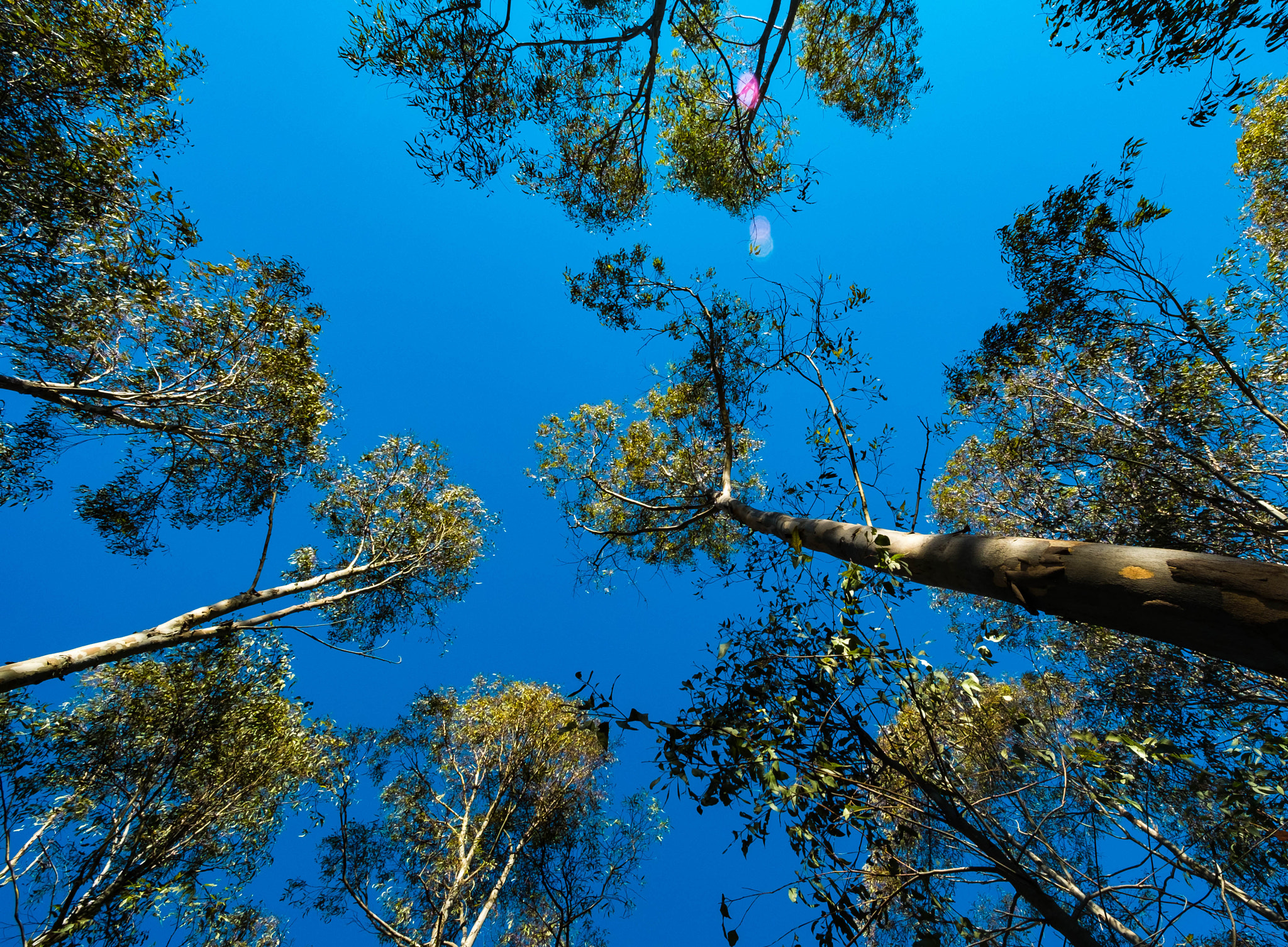 Fujifilm X-Pro1 + ZEISS Touit 12mm F2.8 sample photo. Eucalyptus and sky photography