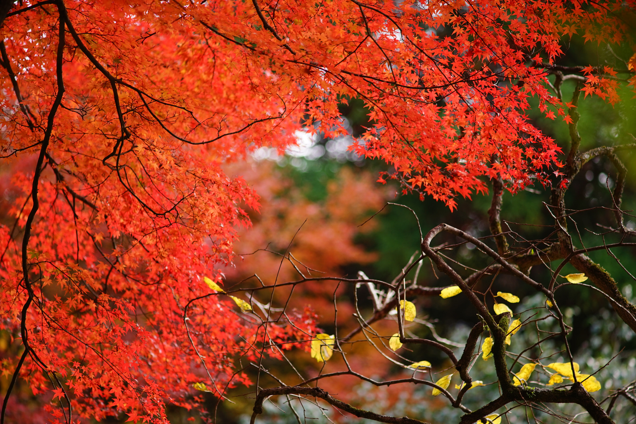 Sony a7 II + Minolta AF 200mm F2.8 HS-APO G sample photo. Yufuin's autumn leaves photography