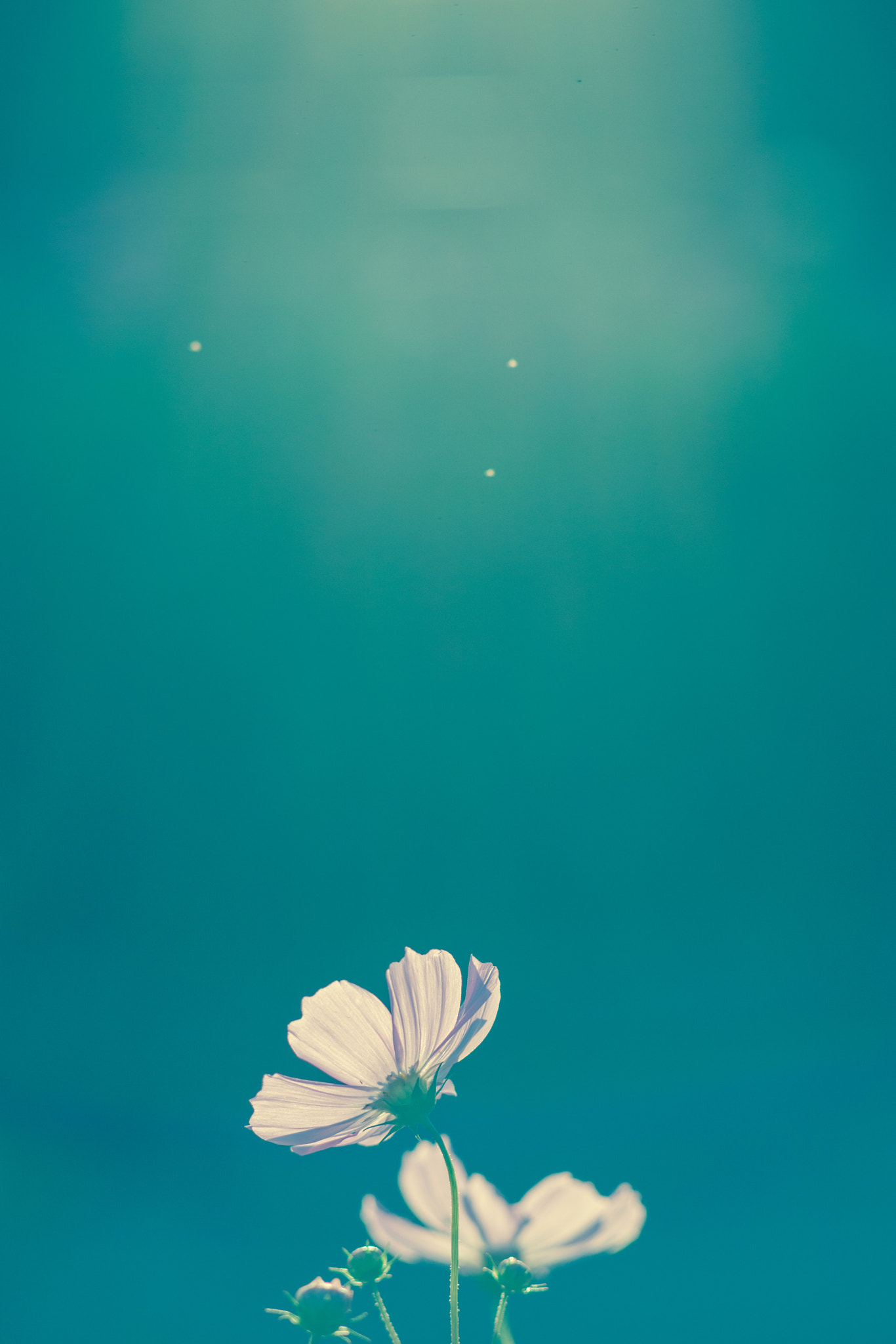 Canon EOS-1Ds Mark III sample photo. The cosmos photography