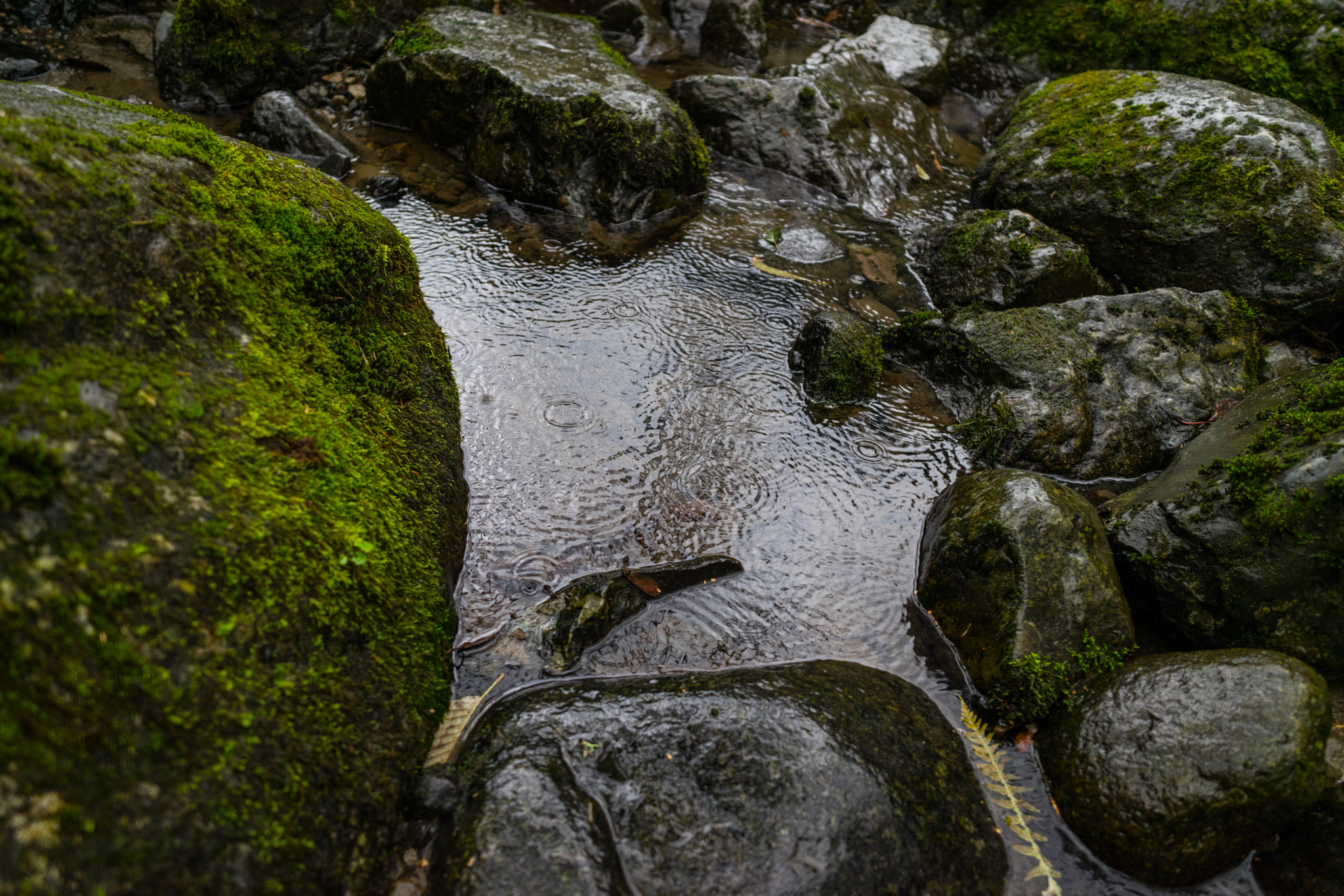 E 21mm F2.8 sample photo. Rain photography