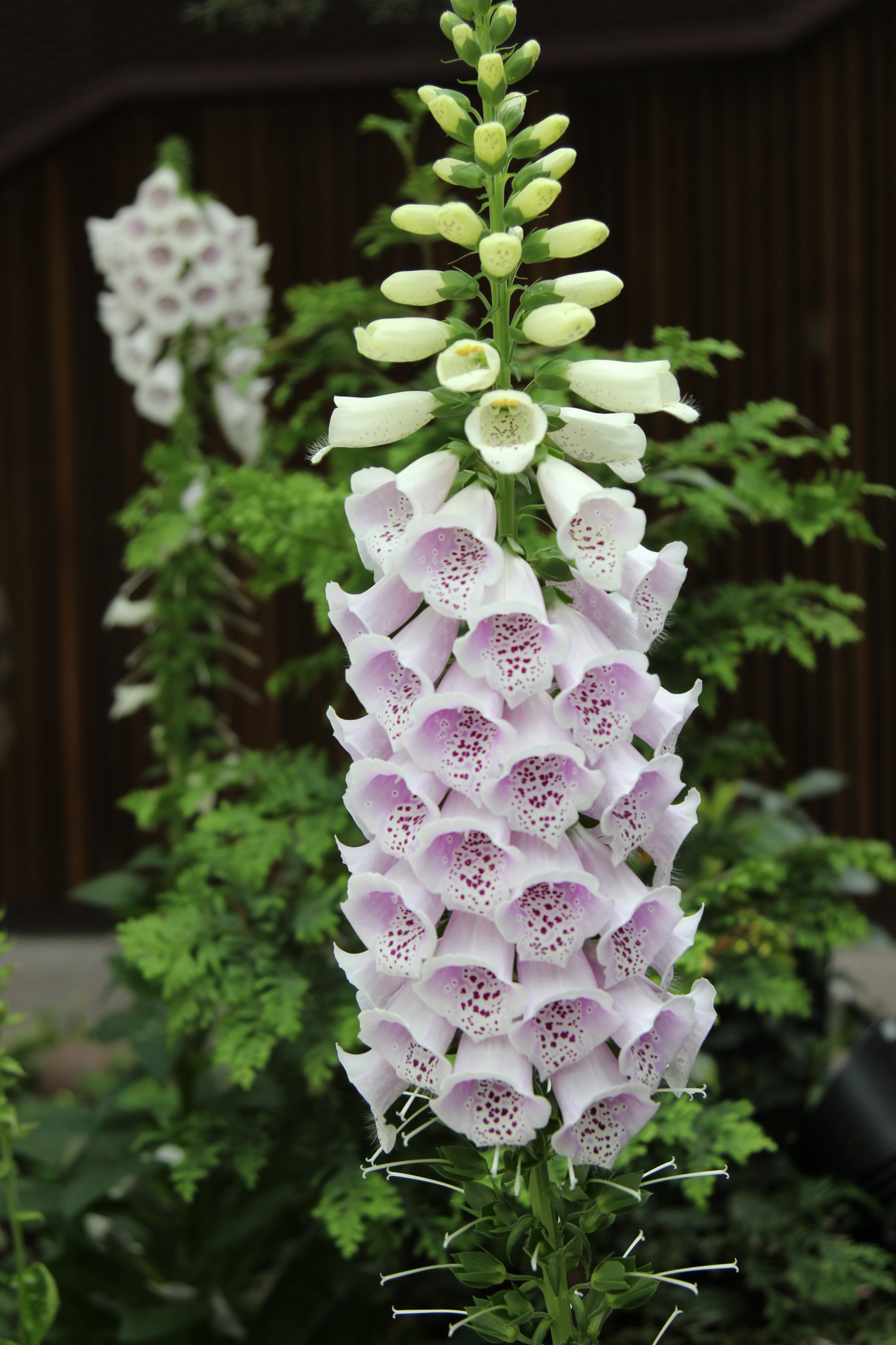 Canon EOS 600D (Rebel EOS T3i / EOS Kiss X5) + Canon EF 24-105mm F4L IS USM sample photo. Foxgloves, gardens by the bay photography