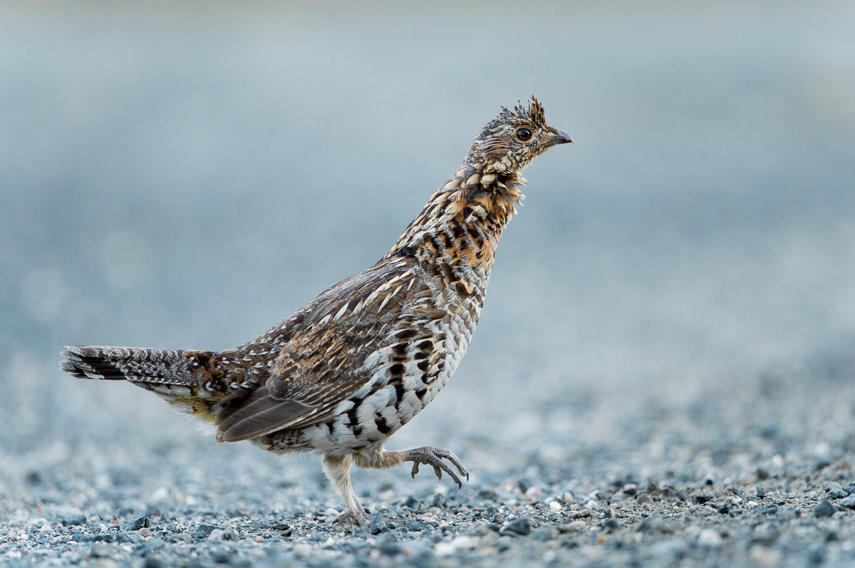 Nikon D4 + Nikon AF-S Nikkor 600mm F4G ED VR sample photo. Grouse photography