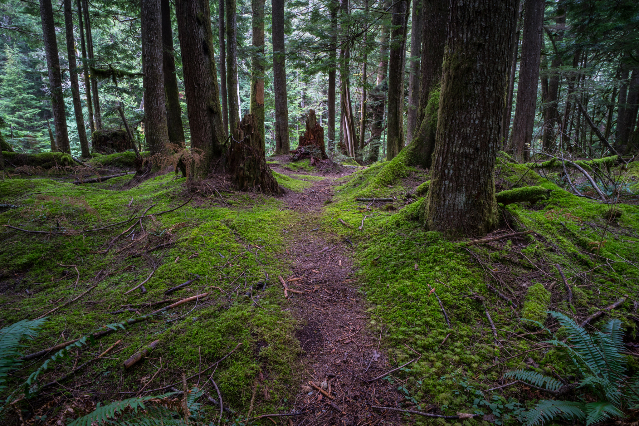 E 21mm F2.8 sample photo. Path photography