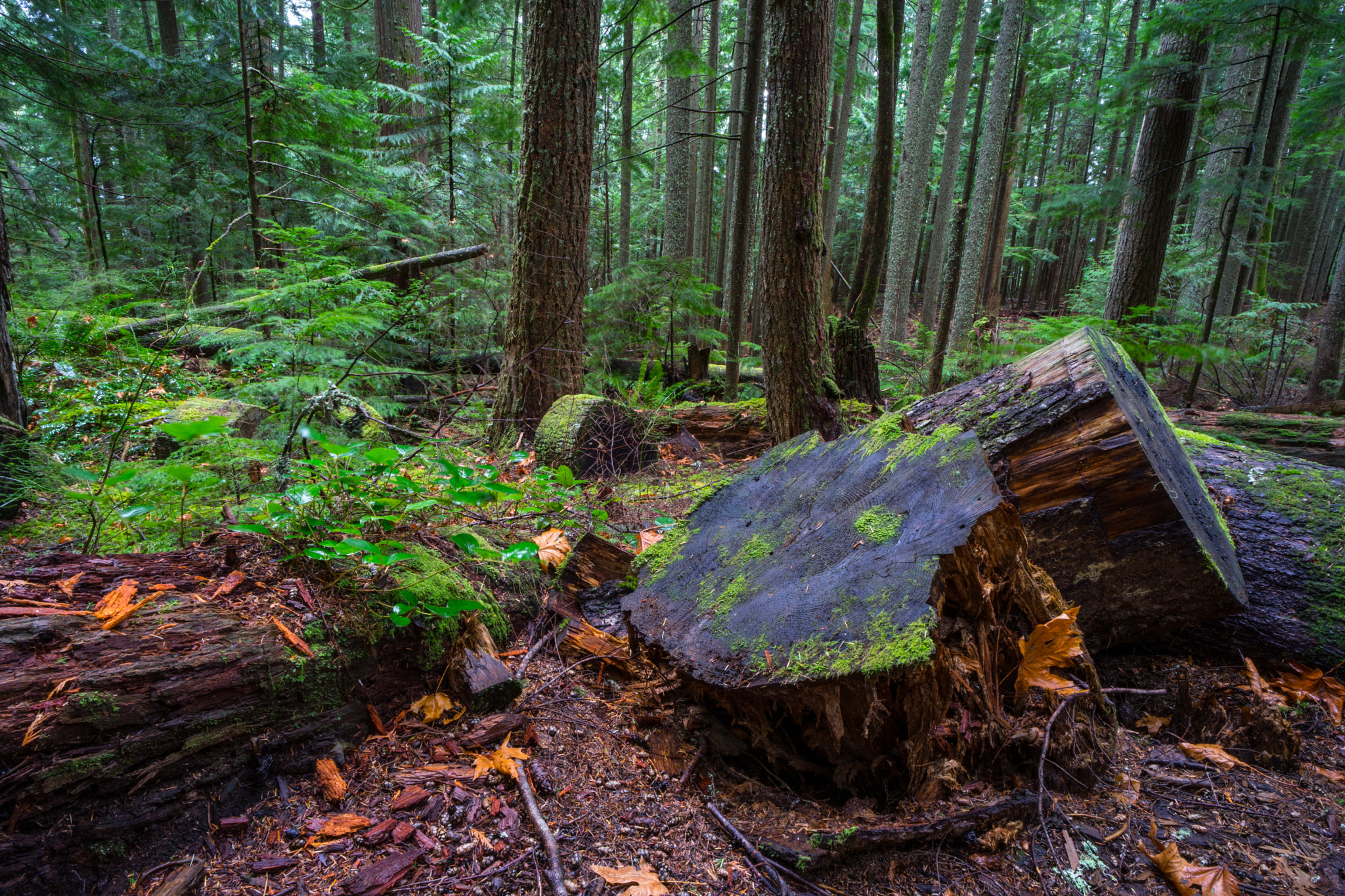 E 21mm F2.8 sample photo. Forest photography