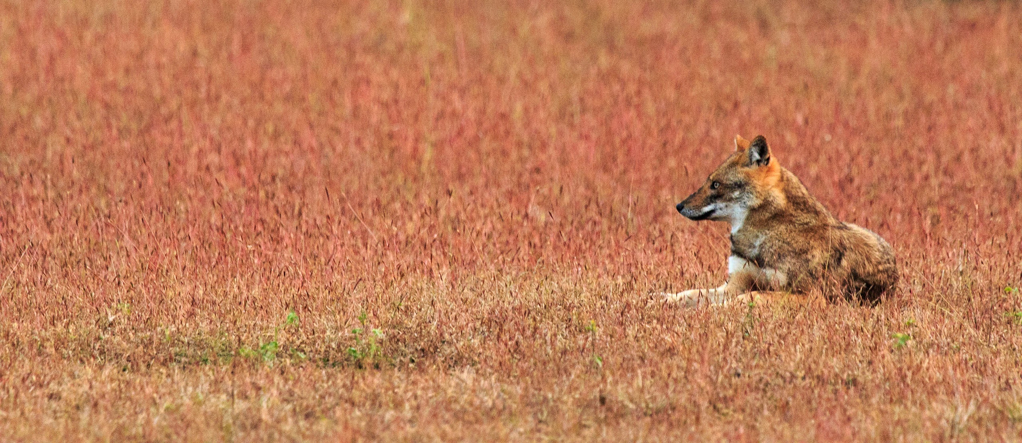 Canon EF 100-400mm F4.5-5.6L IS USM sample photo