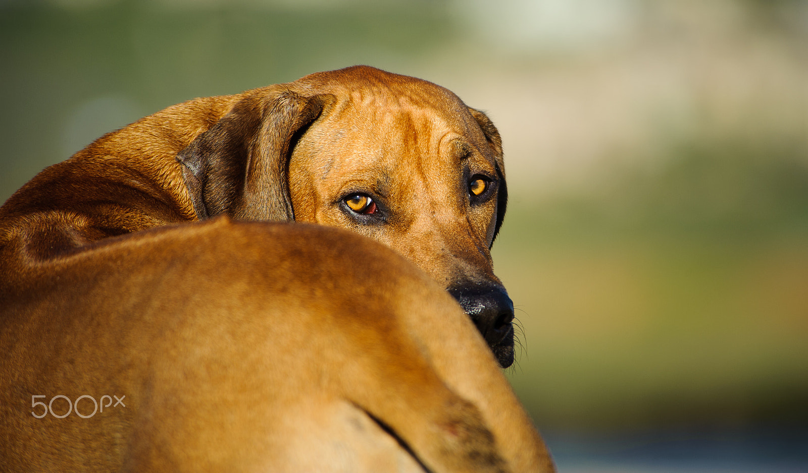 Nikon D3 sample photo. Rhodesian ridgeback dog photography