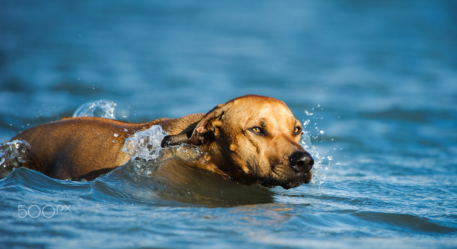 Nikon D3 sample photo. Rhodesian ridgeback dog photography