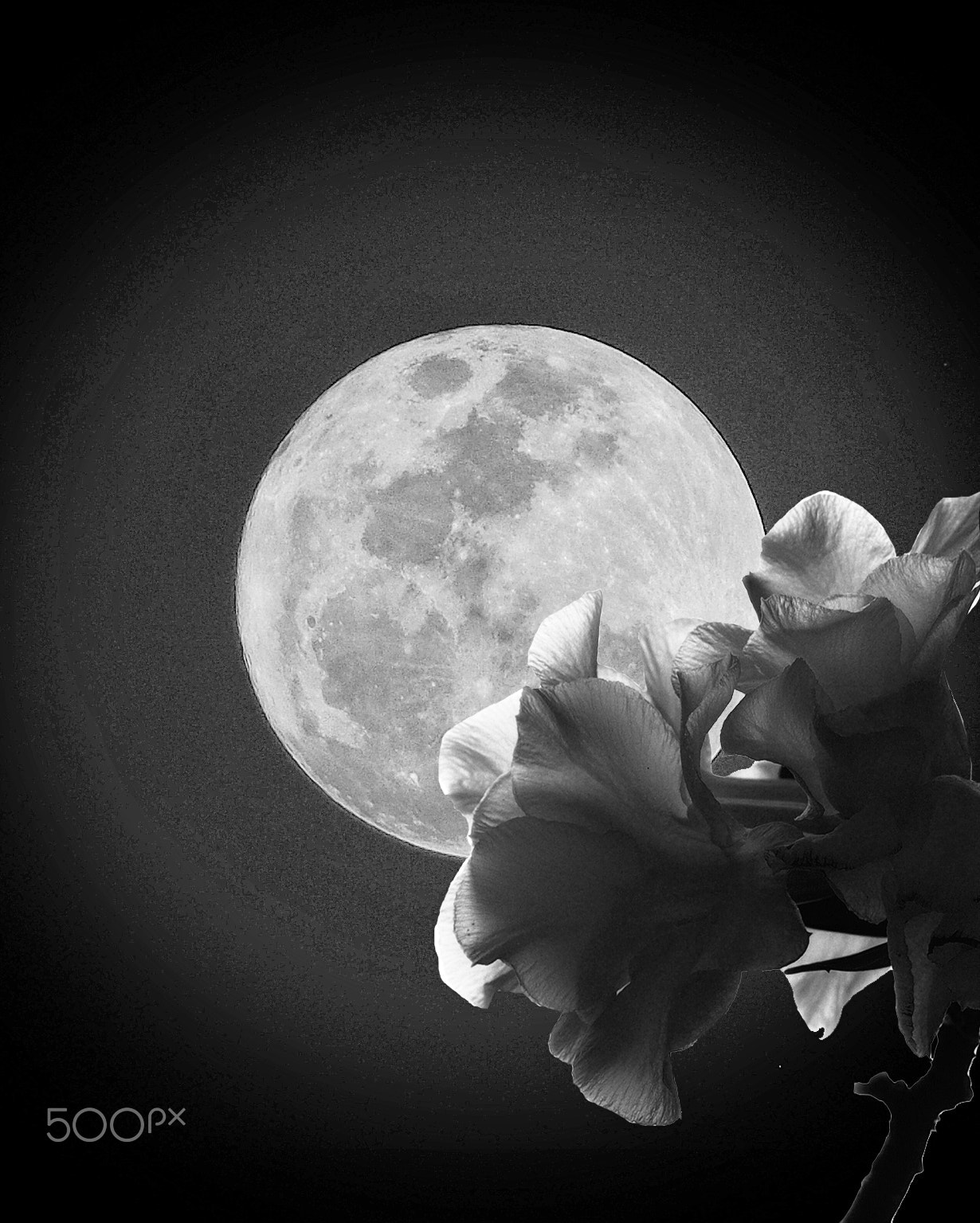 Olympus OM-D E-M1 sample photo. Imajination photography