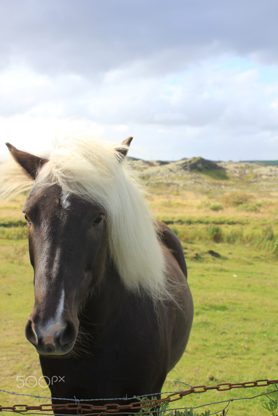 Canon EF 28-80mm f/3.5-5.6 sample photo. Horseplay photography