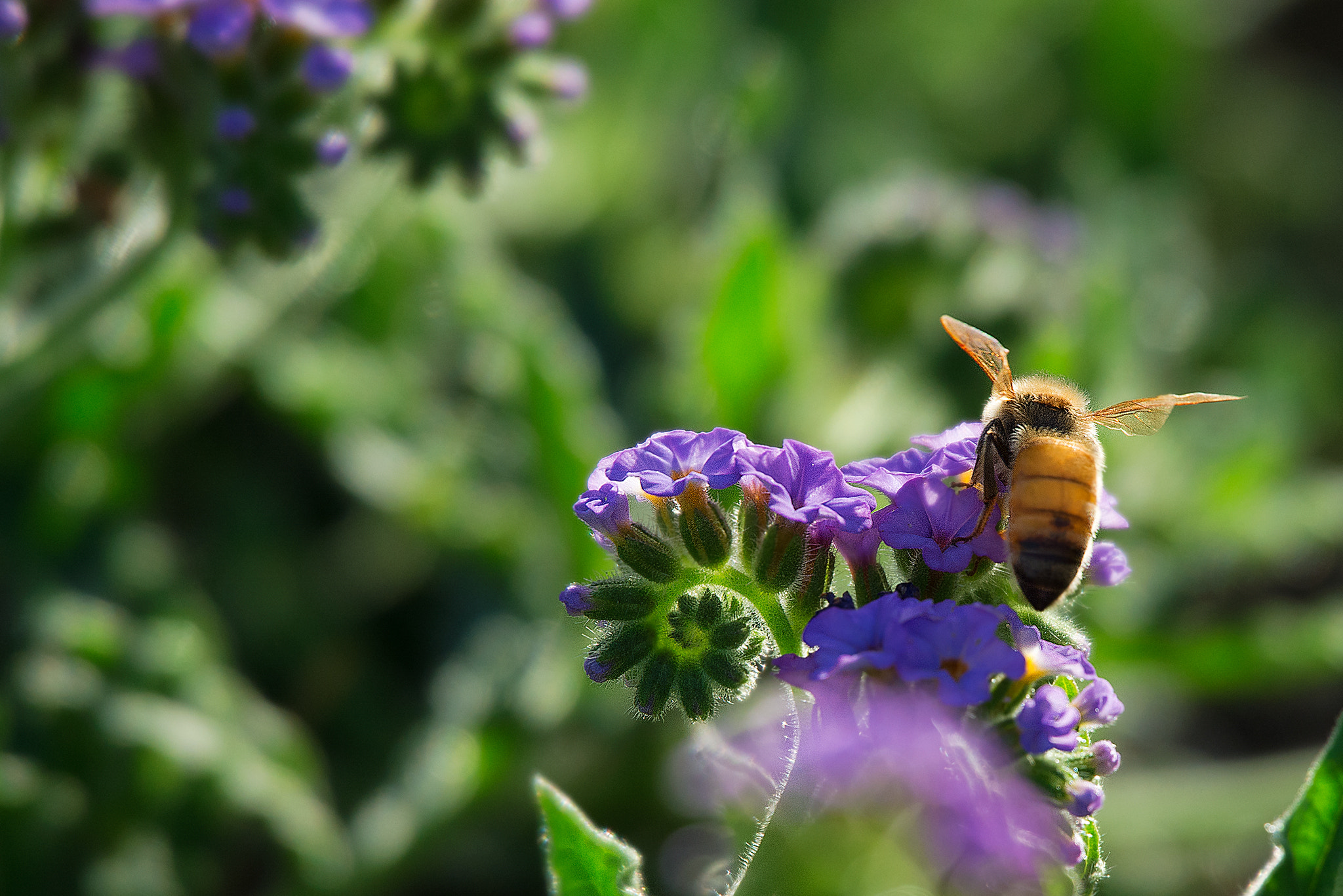 Sigma 50-500mm F4.5-6.3 DG OS HSM sample photo. Breakfast for a bee photography