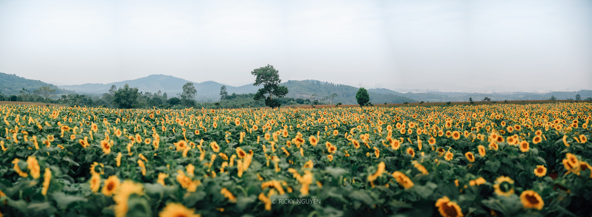 Canon EOS 5D + Sigma 85mm F1.4 EX DG HSM sample photo. Sunflower. photography