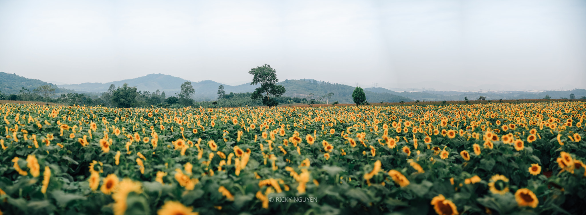 Sigma 85mm F1.4 EX DG HSM sample photo. Sunflower. photography