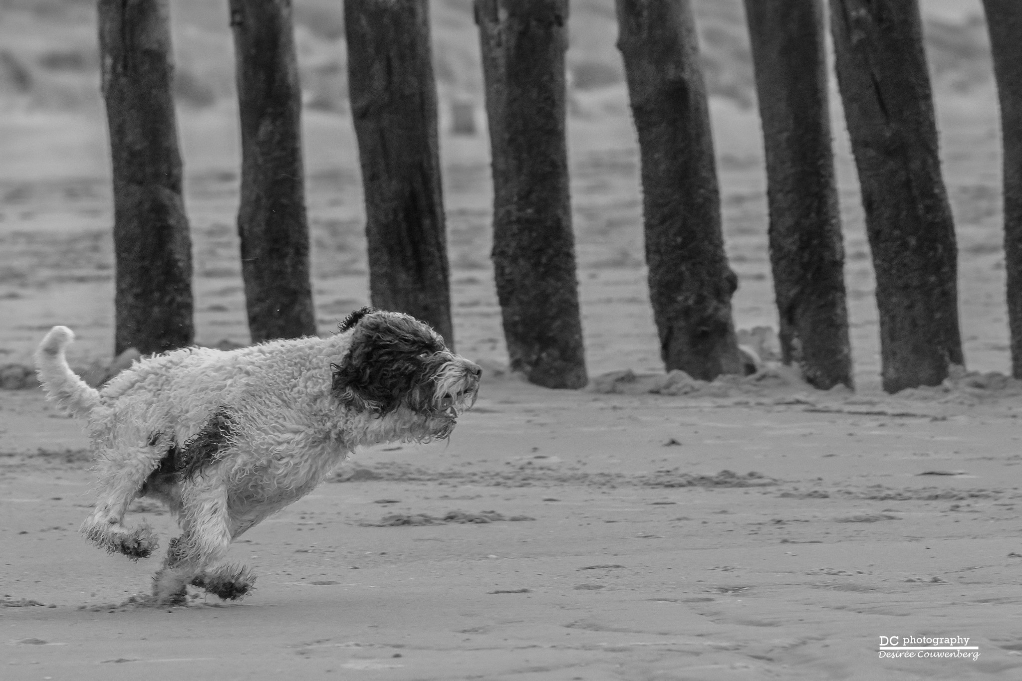 Sigma 70-200mm F2.8 EX DG OS HSM sample photo. Speedy photography